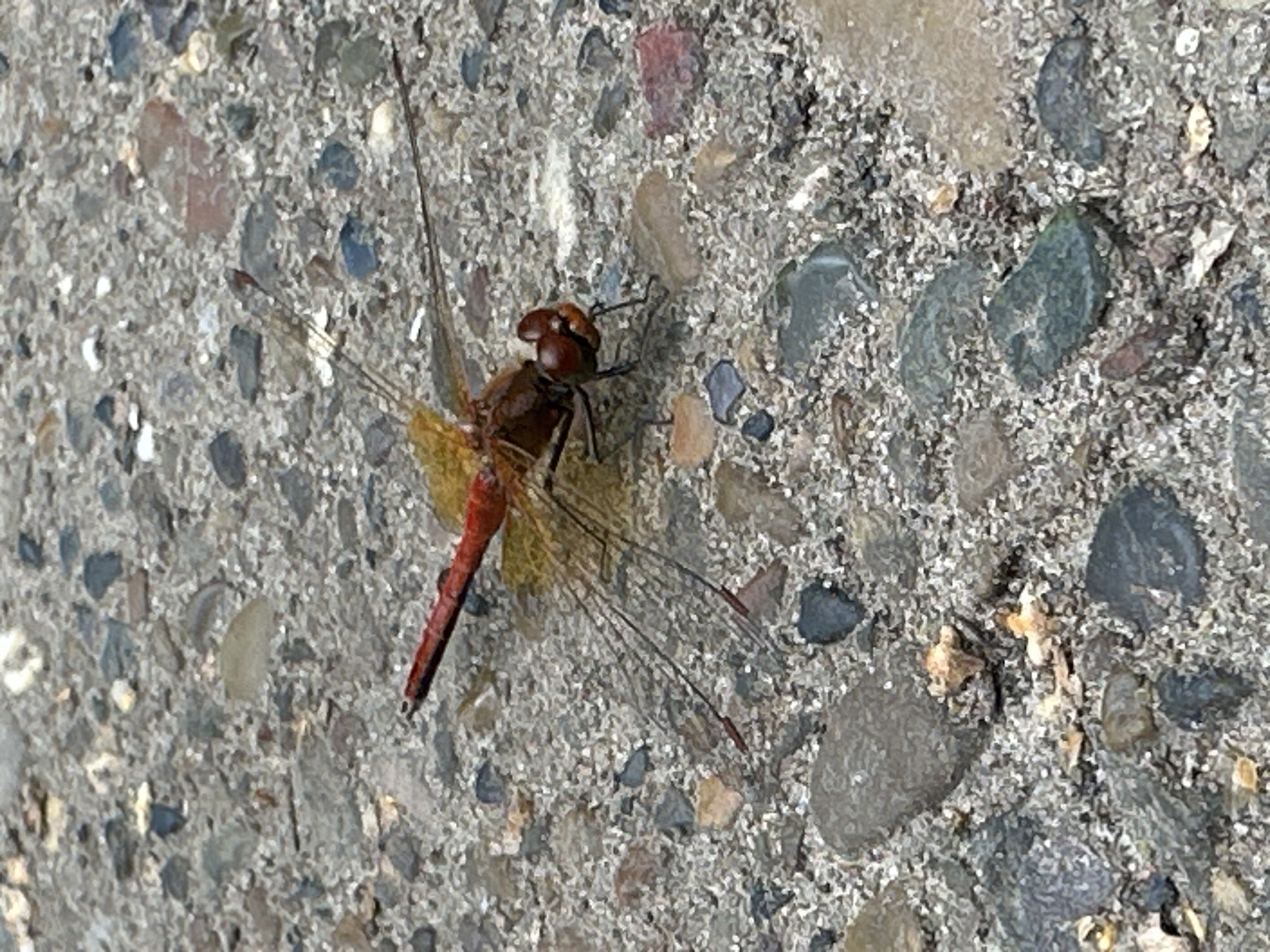 A red dragonfly with large compound eyes is resting on a gravelly surface. Its wings are transparent with dark veins. The dragonfly's body is segmented and red, with a bright orange hue at the base of its wings. The surface it is on is composed of small, varied-colored pebbles and sand. The lighting suggests it is daytime, possibly outdoors.