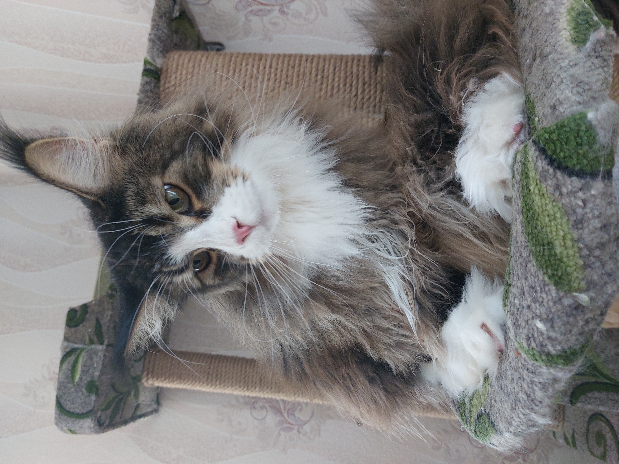 A fluffy, long-haired cat with gray and white fur lies on a multi-tiered cat tree. The cat's head is tilted, with one eye open, and a pink nose is visible. The cat tree has posts wrapped in tan rope and fabric-covered platforms in a gray and green pattern. The location is not specified.