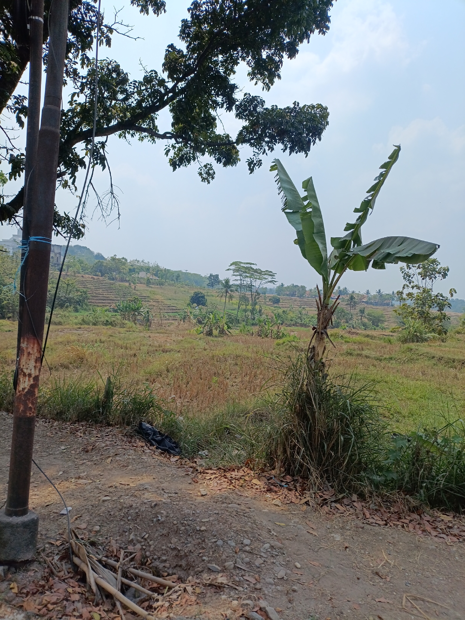 A medium shot captures a rural landscape in Cariu, Indonesia, under a hazy sky. In the foreground, a rusty metal pole stands to the left, accompanied by fallen leaves and a pile of dried branches on a dirt path. To the right, a young banana tree with large, drooping leaves is surrounded by tall, dry grass.
The middle ground is dominated by a field of dry, yellowish-brown grass, suggesting it might be a harvested rice paddy. Further back, terraced hillsides are visible, indicating agricultural activity, with scattered trees and buildings dotting the landscape. In the distance, a cluster of houses with roofs is nestled among the greenery. The overall atmosphere is one of a dry, rural environment in Indonesia.