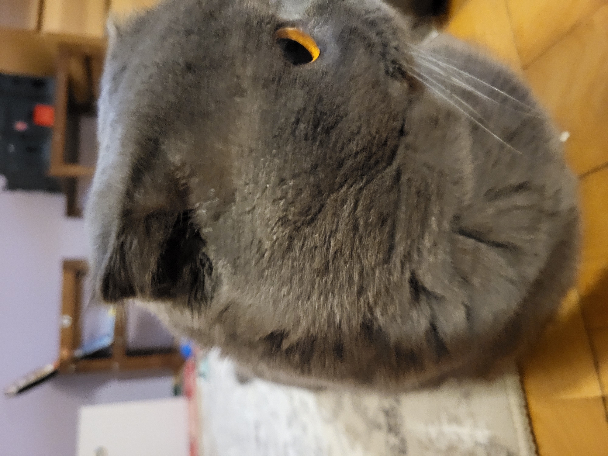 The image shows a close-up of a gray cat's head and body. The cat has orange eyes and is looking to the right. The cat is sitting on a wooden floor, and a patterned rug is visible in the background. The background also shows parts of furniture, including a chair and a cabinet. The lighting in the scene is soft, suggesting an indoor environment.