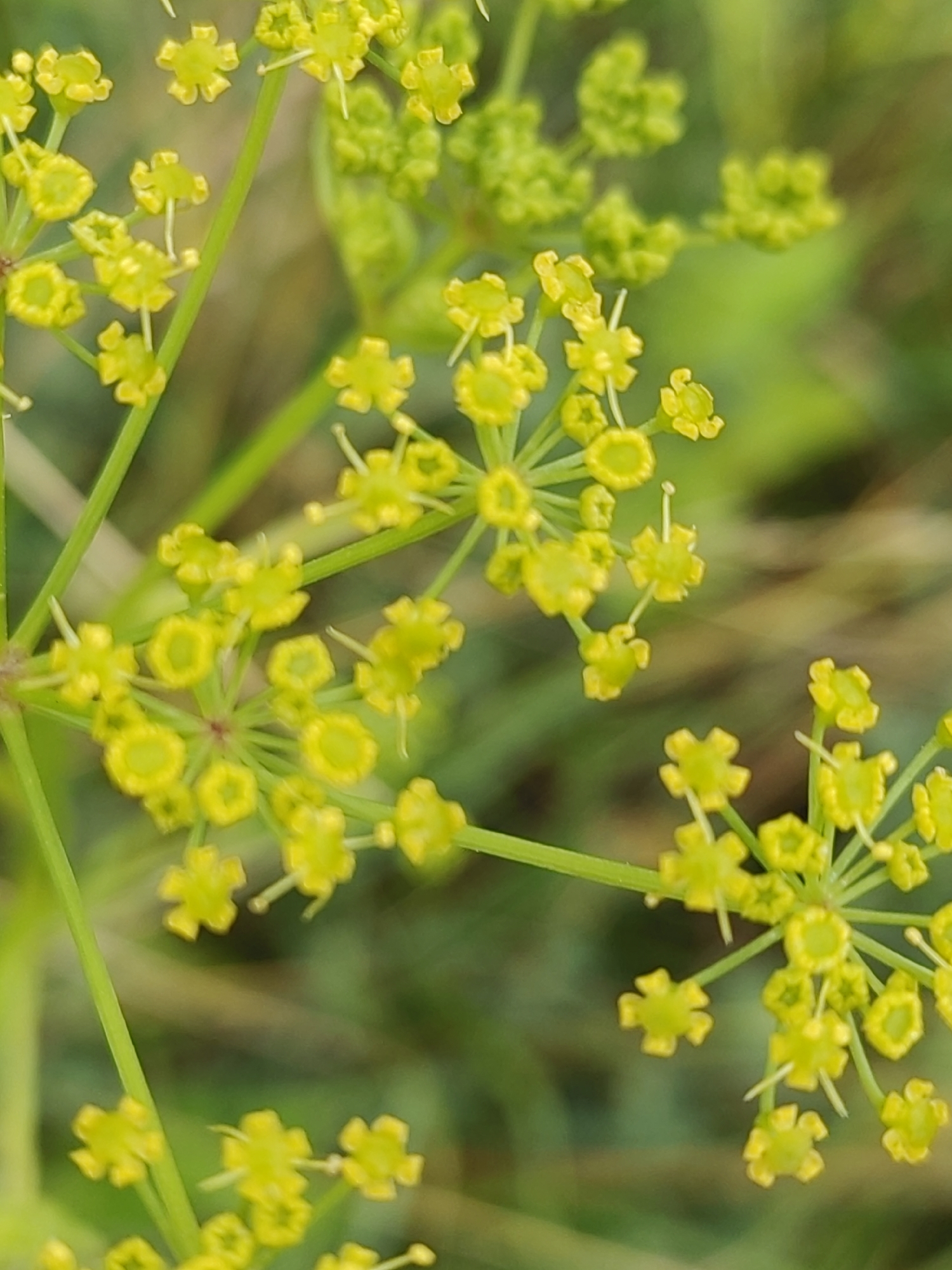 A close-up, vertical, outdoor shot focuses on a cluster of small, bright yellow flowers on a green stem against a blurred green background, suggesting a natural setting. The flowers appear to be arranged in an umbel formation. The lighting is natural and diffused, creating soft shadows and highlighting the delicate structure of the blossoms. There are no people or specific landmarks visible in the image, making it impossible to determine a specific location within the city of Hrodna, Belarus. The image is a detailed botanical study of the flowers, with no narrative or contextual information beyond the visual elements of the plant itself.