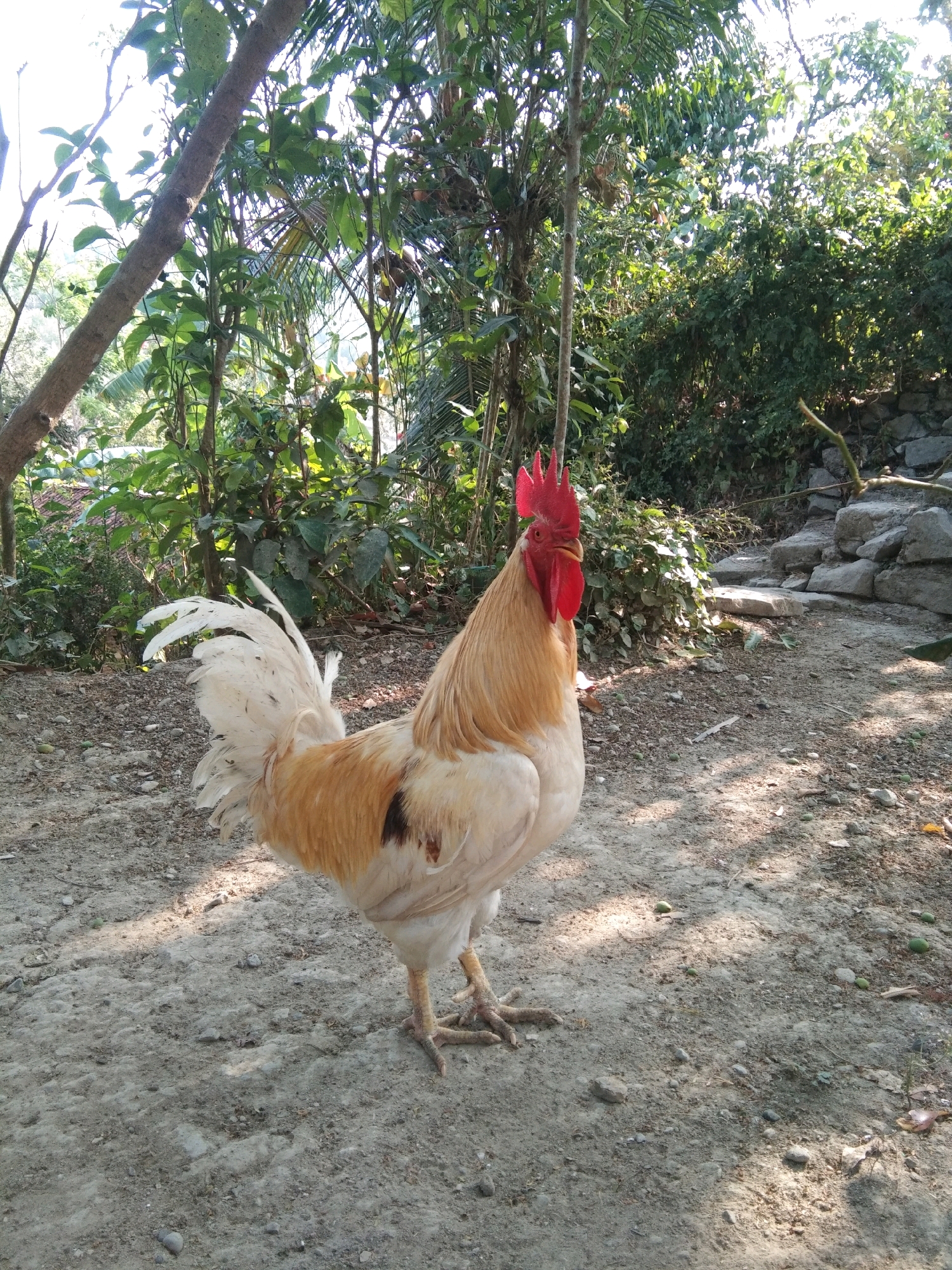 A light-brown and white rooster stands on a dirt path in Karangsambung, Indonesia. The rooster is facing left with its head turned to look towards the viewer. Its comb and wattles are bright red, and its tail feathers are predominantly white with some brown accents. The ground is covered in dirt and small stones, with patches of sunlight and shadow dappled across it. Behind the rooster, there is lush green vegetation, including trees and bushes, and a stone wall. The background suggests a rural or semi-rural setting, possibly a backyard or farm. The lighting indicates it is daytime, with the sun casting shadows.