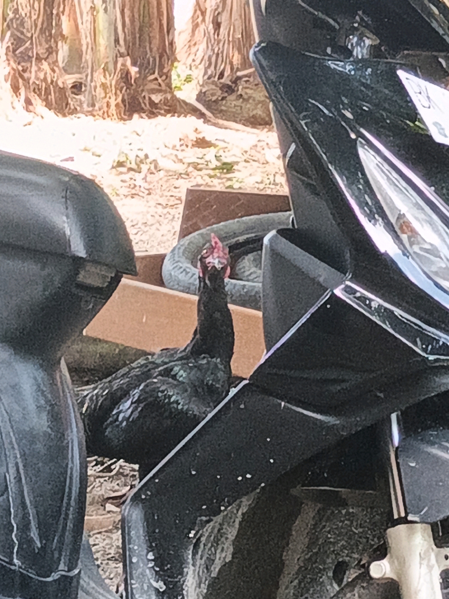 A black chicken is standing next to a black motorcycle. The chicken is facing the camera with its head tilted up and to the left. The motorcycle is partially obscuring the chicken. The background is out of focus and appears to be a natural environment with trees. The scene is set in Linggatiga, Indonesia.