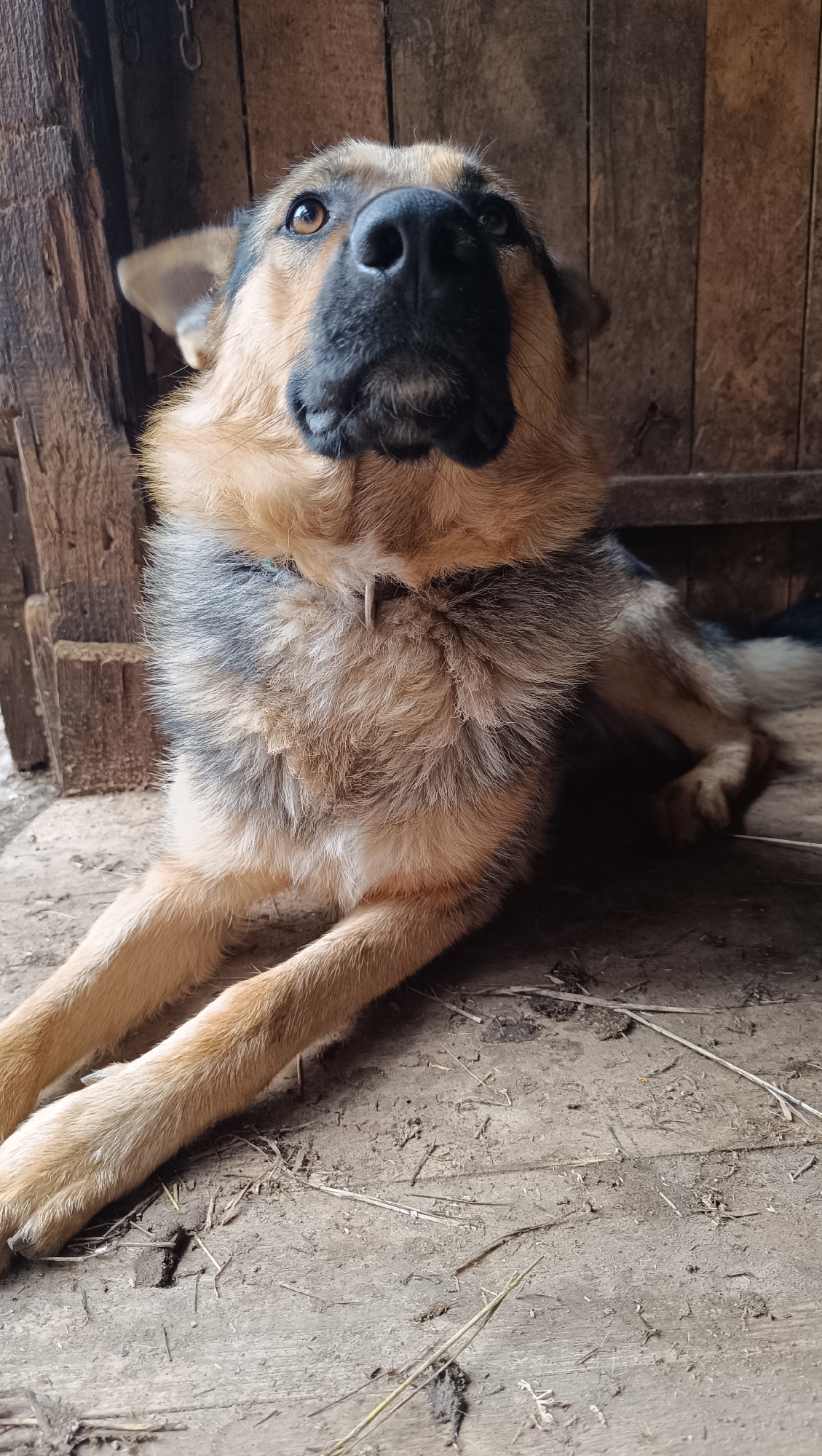 An adult German Shepherd dog is lying on a wooden floor, looking upwards. The dog has tan and black fur, a black nose, and brown eyes. It is wearing a thin, light-colored collar. The background consists of wooden planks and a section of a wooden structure, possibly a shed or barn. The floor is made of rough, aged wooden planks with some dirt and straw scattered on it. The lighting suggests an indoor environment with natural light entering from an unseen source. The image appears to be a close-up, low-angle shot of the dog. There are no people present in the image, and no specific identifiable landmarks that would indicate the city of Karsha, Russia.