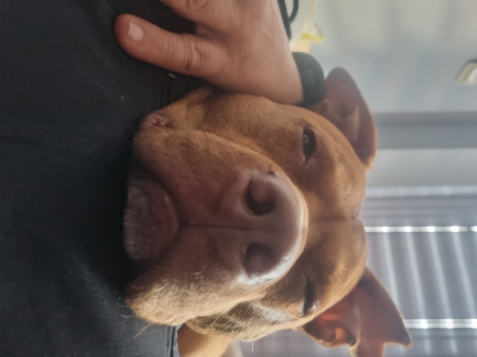 A reddish-brown dog with floppy ears rests its head on a person's chest, which is covered by a black garment. The person's hand is visible above the dog's head. The location is not discernible from the image.