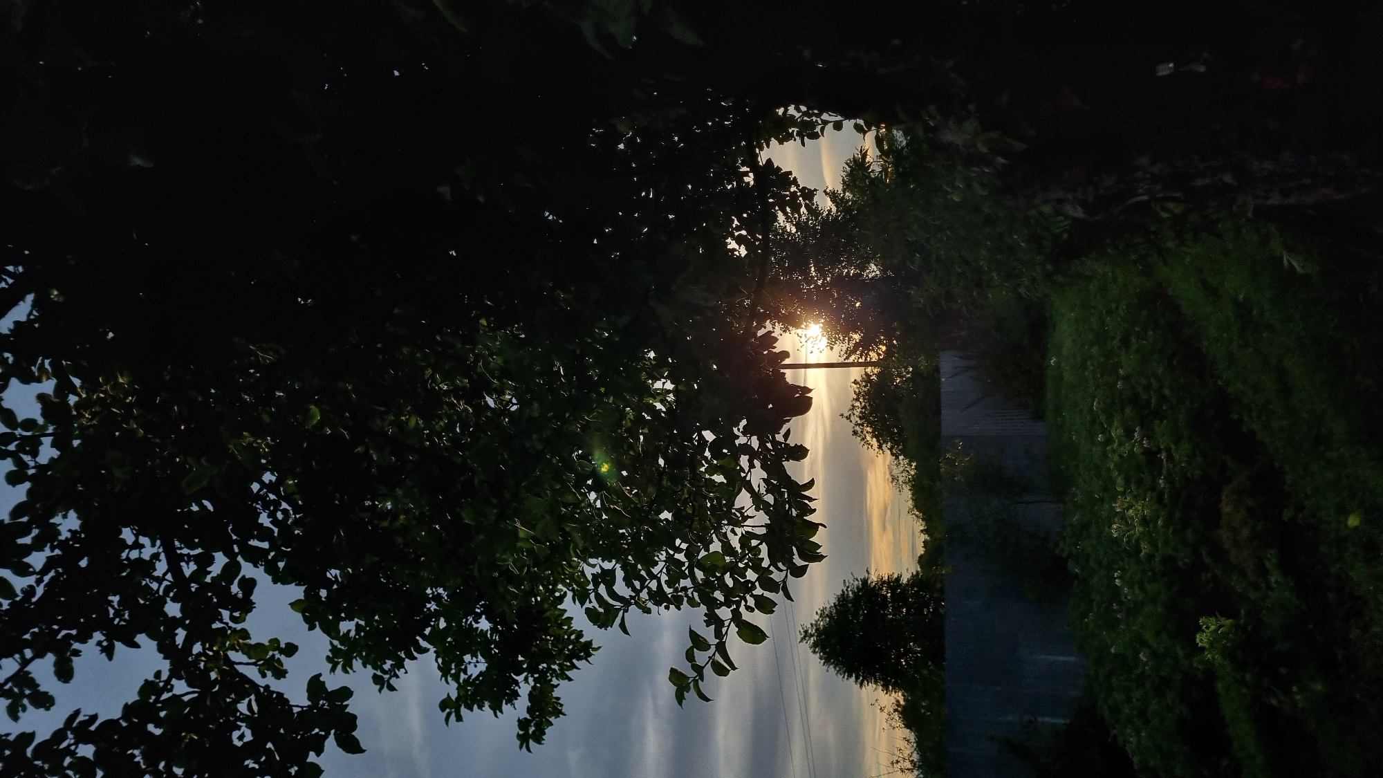 The image captures a view of a backyard garden in Vysokoe, Russia, during sunset. A large tree with dark green leaves dominates the foreground on the right side of the frame, its branches reaching across the top of the image. The setting sun is visible through the foliage of this tree and a thinner tree on the right, creating lens flares and casting a warm glow. In the middle ground, a grey metal fence runs horizontally across the scene, separating the garden from what appears to be a street or more distant area. Beyond the fence, the garden is filled with lush, green vegetation, including what seem to be potato plants with white flowers, and other bushy plants. The sky above is a mix of blue and grey clouds, with the warm hues of the sunset visible on the horizon. The overall impression is that of a serene, rural evening.
