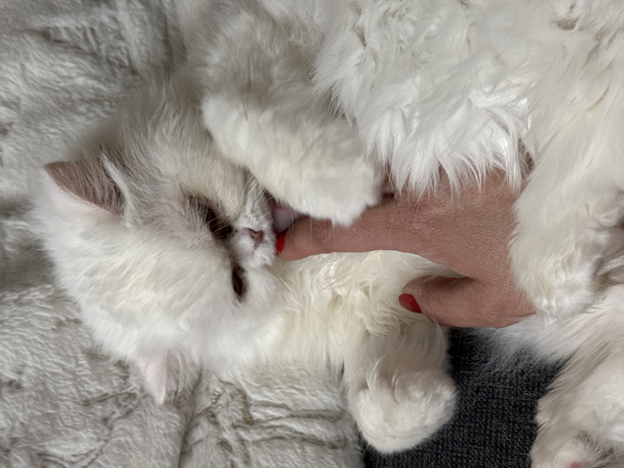 A fluffy white cat is lying on a soft, fuzzy grey surface, with its head resting on a textured white blanket. The cat is licking a person's finger, which is adorned with bright red nail polish. The cat's eyes are partially closed, suggesting a relaxed or contented state. The background is softly blurred, focusing attention on the interaction between the cat and the finger. The image is taken from a high-angle perspective, looking down at the scene. There is no information available about the location in Burgas, Bulgaria.