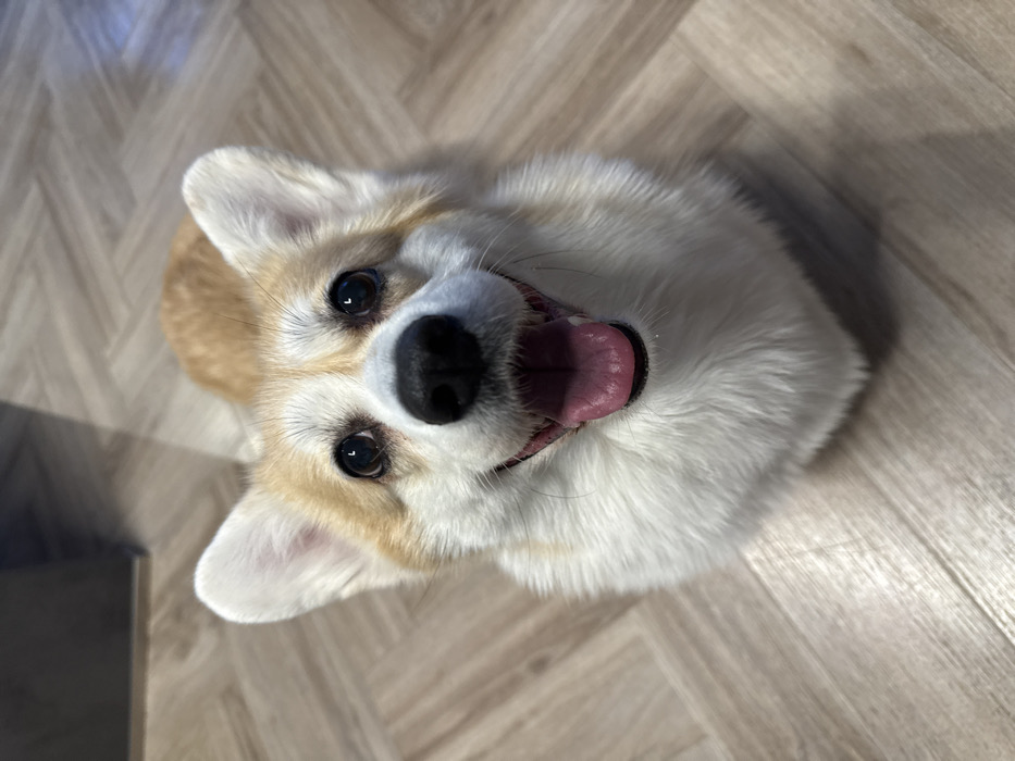 A corgi dog looks directly at the camera, its head tilted upward. Its coat is primarily white with patches of tan. The dog's mouth is open, tongue visible. Large, round, black eyes are focused on the camera. The background consists of a light-colored wooden floor with a herringbone pattern. A blurred dark object appears in the lower left corner. The dog's expression appears happy and engaging.