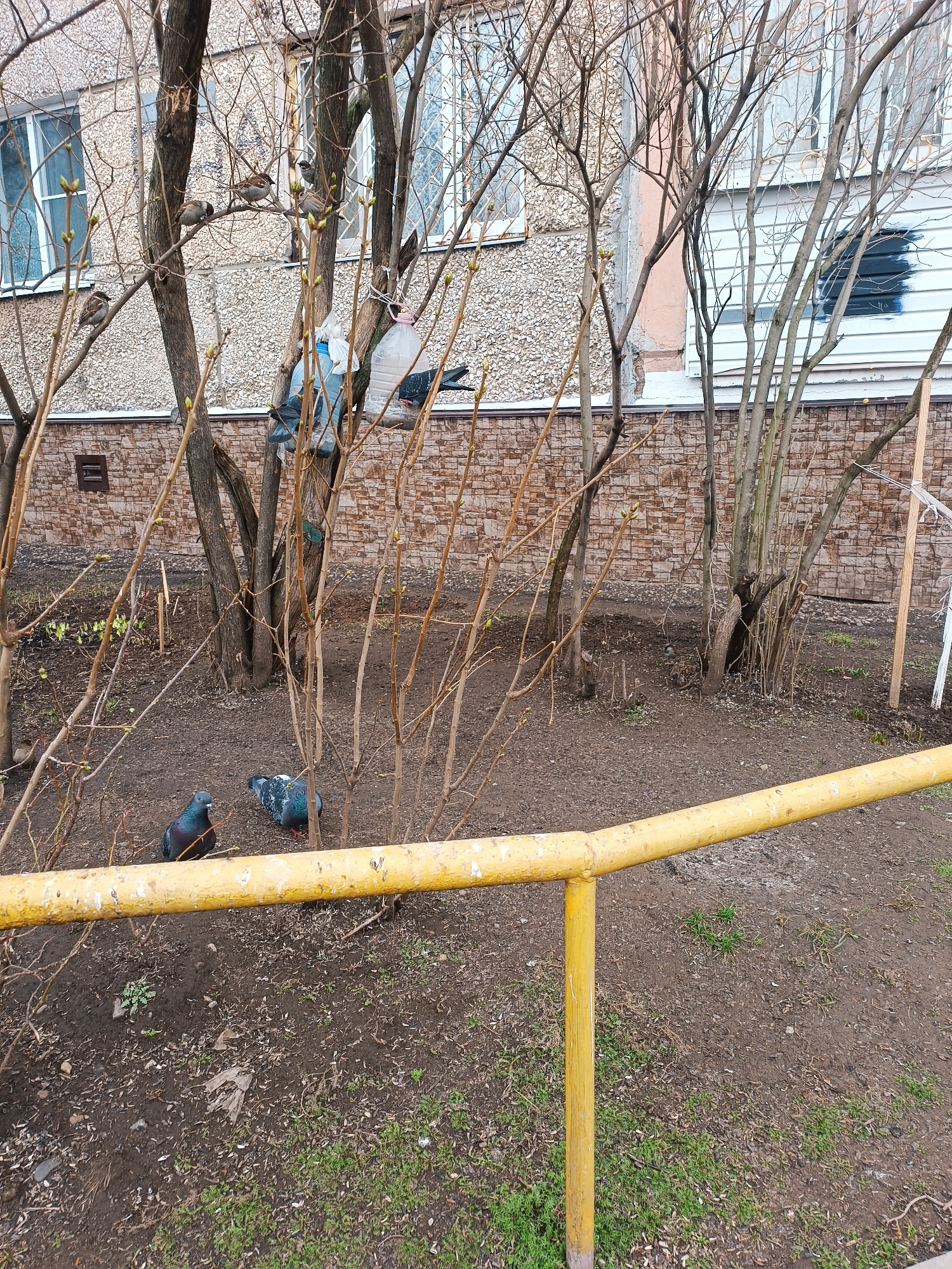The scene depicts a small urban garden area in Izhevsk, Russia. Two pigeons are on the ground amongst leafless bushes, partially obscured by the bare branches. A yellow metal safety rail runs across the lower foreground, partially blocking the view into the garden area. In the background are several multistory buildings with light-colored facades, one of which has a section of brick facing at its base. Plastic bags are hung in the bushes. The ground is covered with dirt, scattered leaves, and sparse patches of green grass. Small wooden stakes are visible among the bushes. The overall impression is one of an urban area in early spring, with signs of neglect. There are sparrows in one of the trees.
