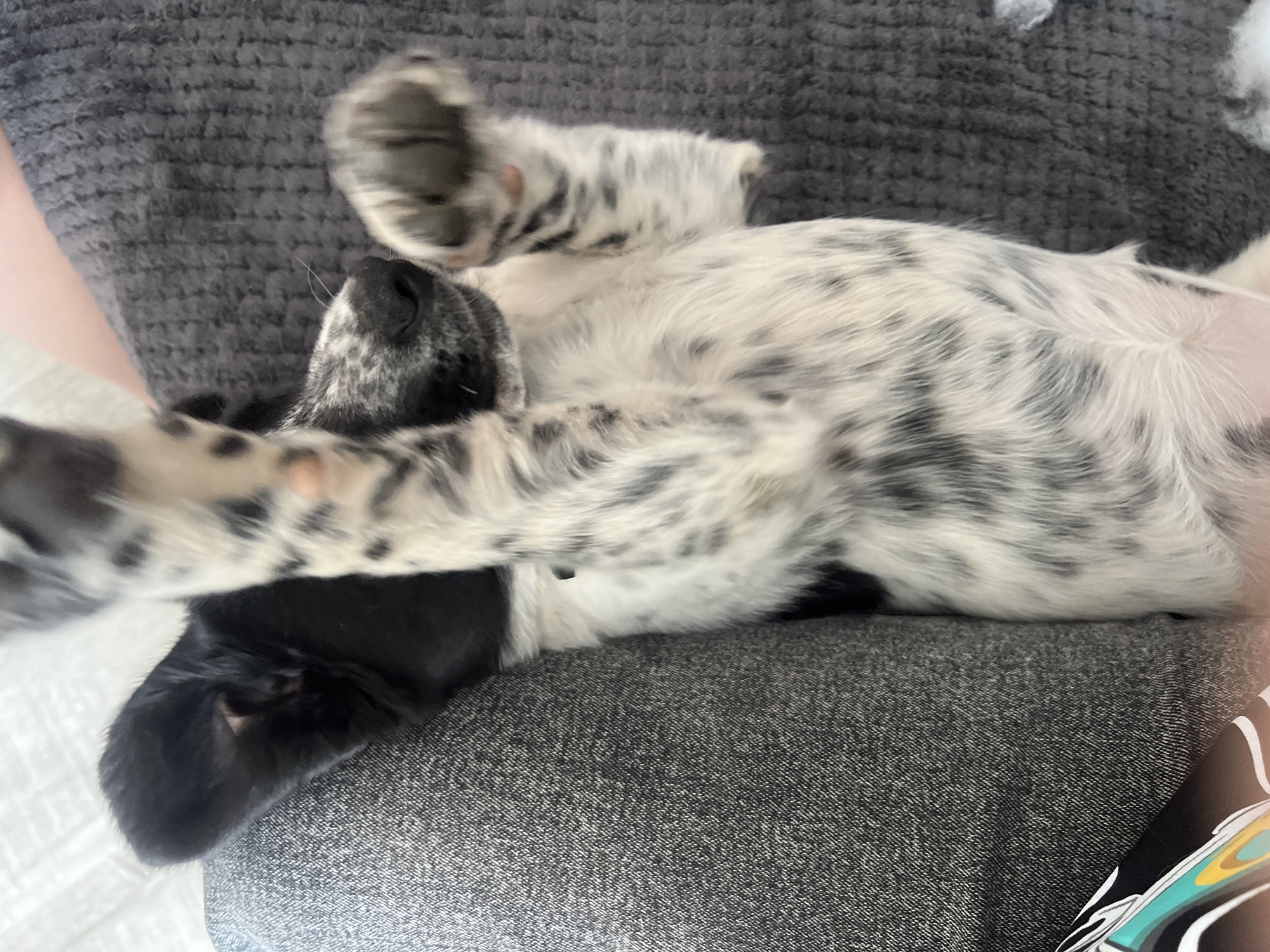 A black and white puppy is lying on its back on a grey surface. The puppy's fur is mostly white with black spots, and it has black ears. One of its paws is raised in the air. The surface appears to be a person's lap, as part of clothing is visible. The location is Unknown, Unknown.