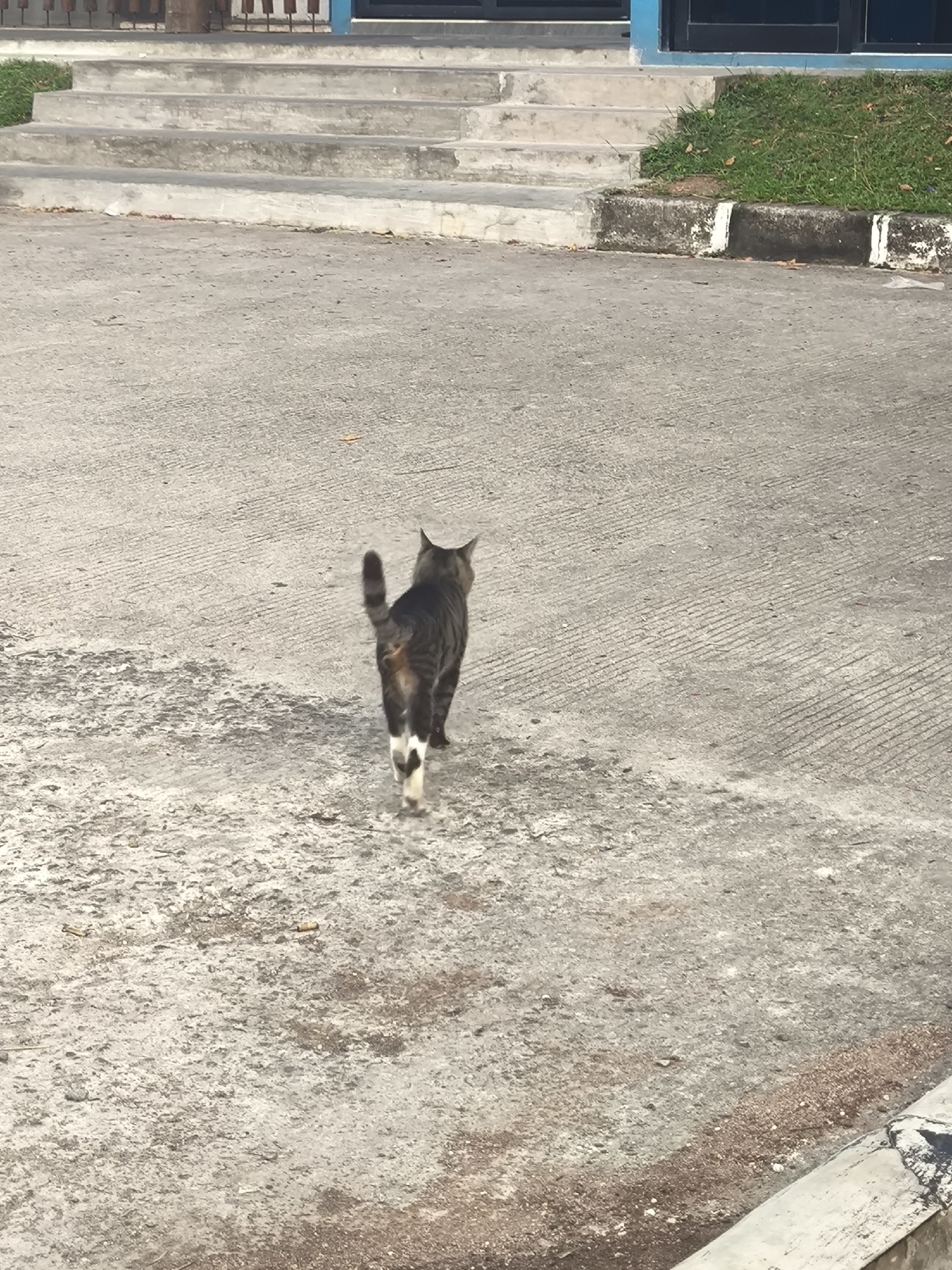A tabby cat with a white-tipped tail walks away from the camera on a concrete surface in front of a set of concrete stairs. The cat is facing to the right and is in the center of the frame. The concrete surface appears worn and textured, with some areas of staining and scattered debris, possibly cigarette butts. To the left of the cat, the concrete stairs lead up to a building with a blue trim and dark windows. The stairs are wider at the bottom and narrow as they ascend. To the right of the stairs, there is a patch of green grass and a concrete curb with white markings. The overall environment appears to be an outdoor public space, possibly near an educational institution or office building, given the architecture and manicured lawn. The time of day appears to be daytime, indicated by the lighting and shadows. The location is identified as Cilegon, Indonesia.
