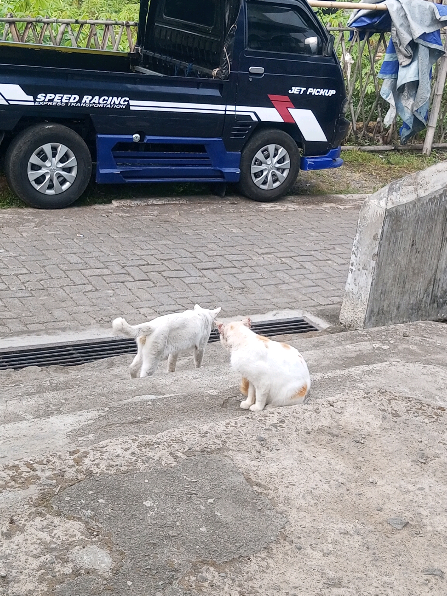 In Andongsili, Indonesia, a dark blue utility pickup truck is parked on a paved surface next to a concrete structure. The truck has "SPEED RACING EXPRESS TRANSPORTATION" and "JET PICKUP" decals. Two cats are present on a set of concrete stairs in front of the truck. One cat, predominantly white with some orange markings, is sitting down, facing away from the truck. Another white cat is walking on the stairs, facing the sitting cat. The environment includes a wooden fence and greenery in the background, suggesting an outdoor setting, possibly a residential or commercial area.