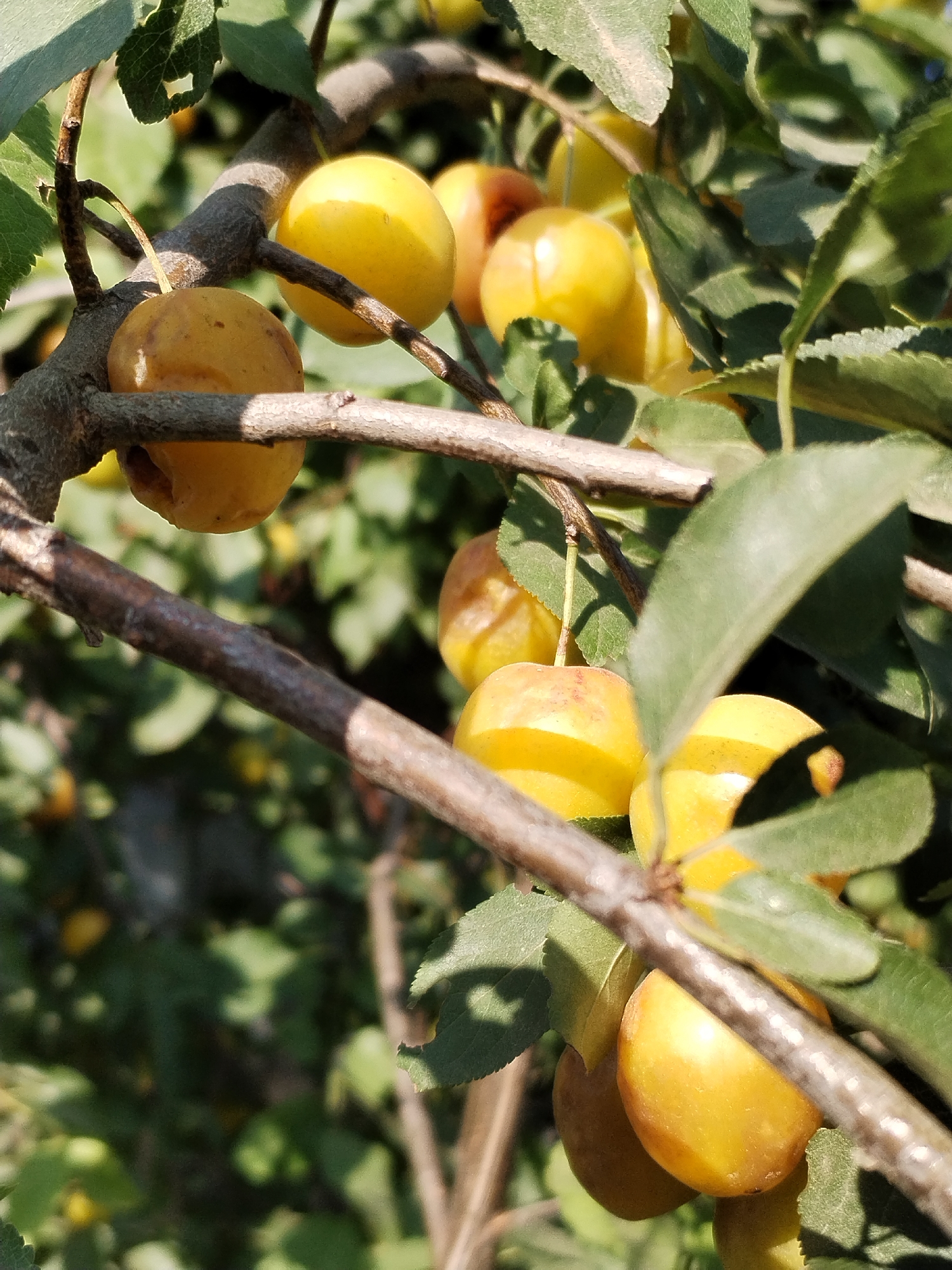 The image displays a close-up view of a plum tree branch laden with ripe, yellow-orange plums. The plums are round to oval in shape, with some showing a slight blush of red. They are clustered on the branch, interspersed with green leaves, some of which are partially obscuring the fruit. The sunlight filters through the leaves, creating dappled lighting on the plums and branches. The tree branches are rough and brown. The background is a blur of green foliage and out-of-focus fruit, suggesting a dense orchard or garden. The scene is set in Moara Domnească, Romania.