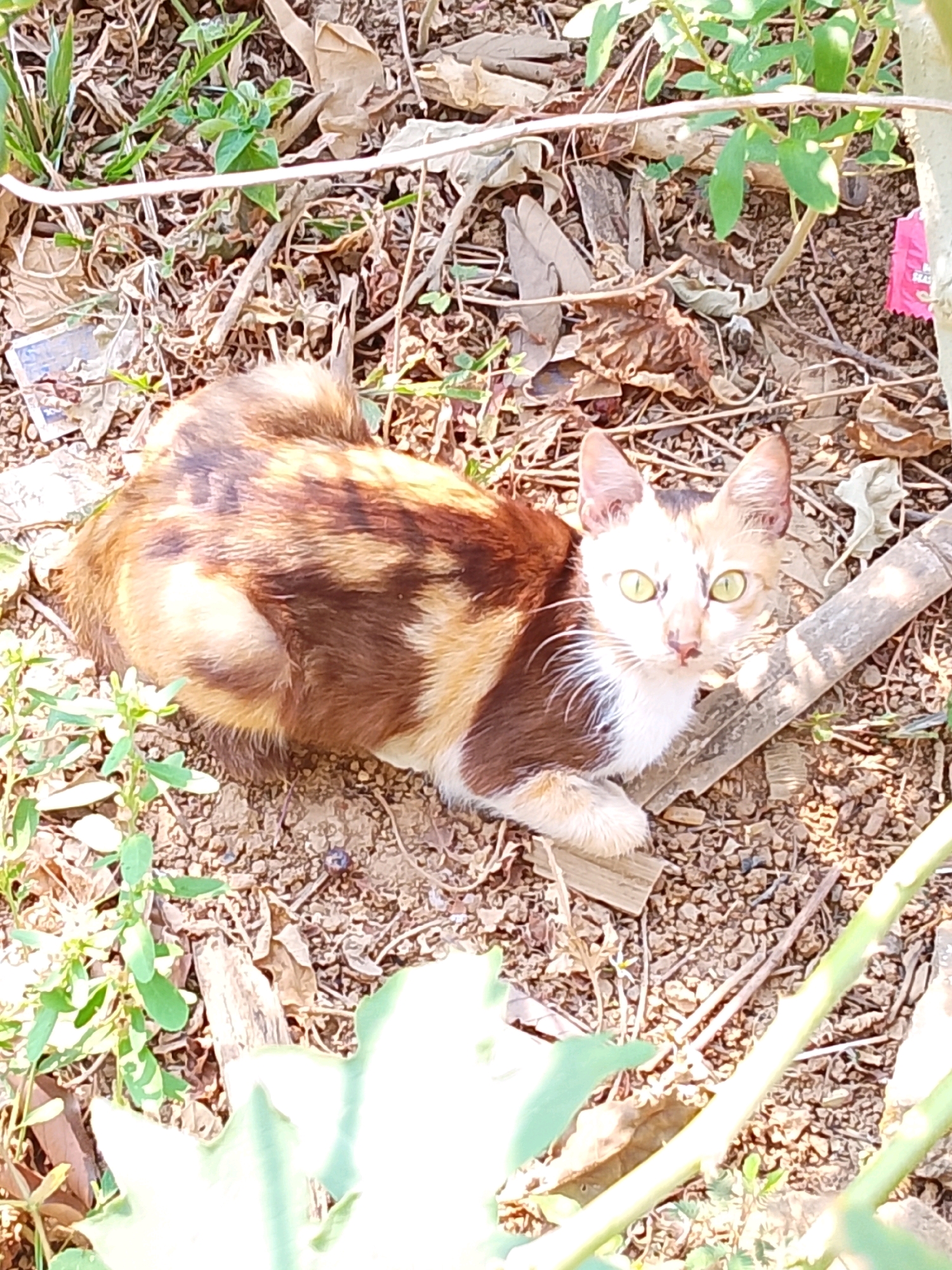 In Pelaihari, Indonesia, a tortoiseshell cat with green eyes is lying on the ground amidst dry leaves and dirt. The cat has patches of white, brown, and tan fur. The ground is covered with small pebbles, twigs, and scattered leaves, some of which are dry and brown, while others are green and growing. Sunlight filters through some foliage, casting shadows on the scene. A piece of pale wood lies to the right of the cat.