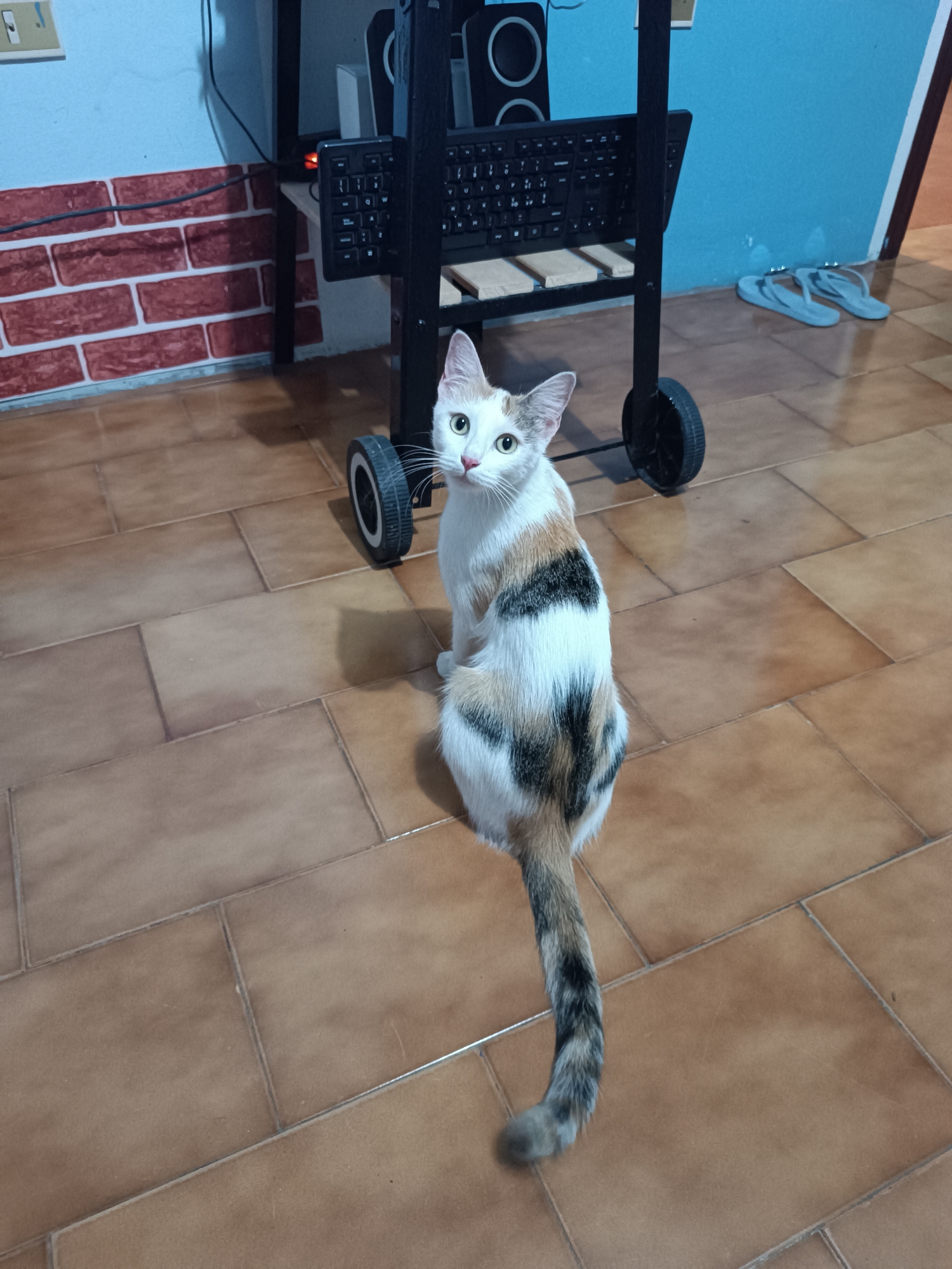 A calico cat with white, orange, and black patches sits on a tiled floor, looking back over its shoulder at the camera. Behind the cat is a black wheeled cart with a keyboard on it, and a brick wall. To the right of the cart are a pair of light blue flip-flops. The scene appears to be indoors, possibly in a home in Viadana, Italy.