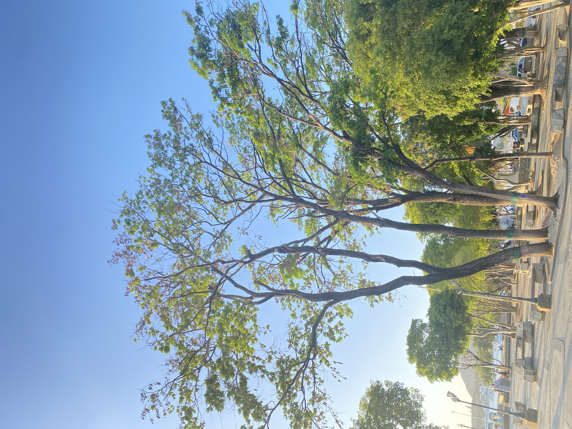 The image depicts a view from ground level looking up through trees against a clear blue sky. The trees are positioned along what appears to be a paved walkway in the city of Juan Griego, Venezuela. Some of the trees are mature with dense green foliage, while others have thinner branches and sparse leaves. Beyond the trees, hints of the city and possibly the coastline are visible. Several parked vehicles are seen in the background, suggesting a residential or recreational area. Lampposts can be seen along the walkway.