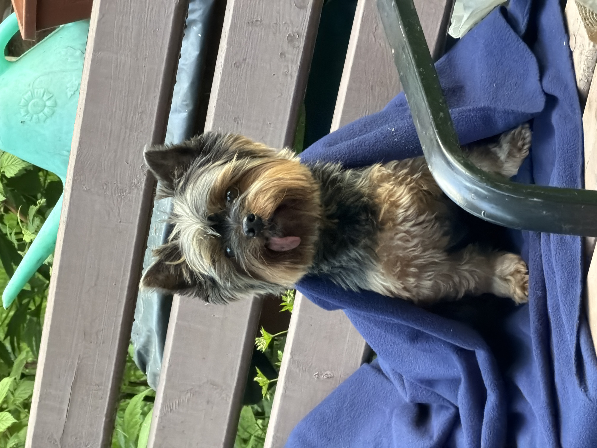 A Yorkshire Terrier sits on a brown wooden bench covered with a blue blanket. The dog is facing the camera with its tongue slightly sticking out. The background includes green foliage and a light green watering can. The scene appears to be outdoors. The city is not visible in the image.