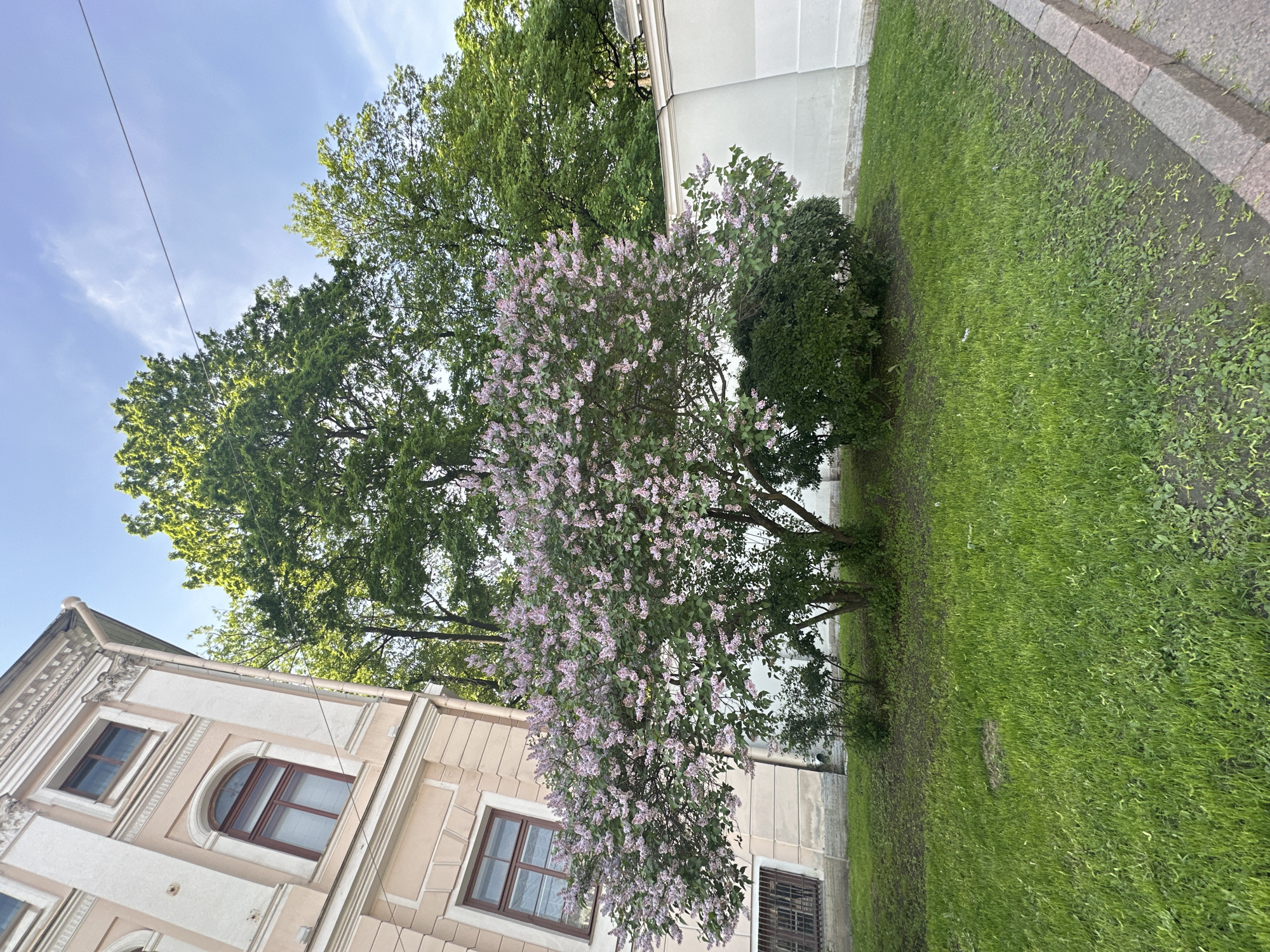 The image shows a building with light beige walls and brown-framed windows, adjacent to a grassy area. A flowering tree with light purple blossoms is prominent in the foreground. Behind the flowering tree is a taller, leafy tree. The grassy area leads to a sidewalk. The sky is visible in the upper left corner and is a light blue color. The scene is likely Saint Petersburg, Russia, given the architecture style of the building.