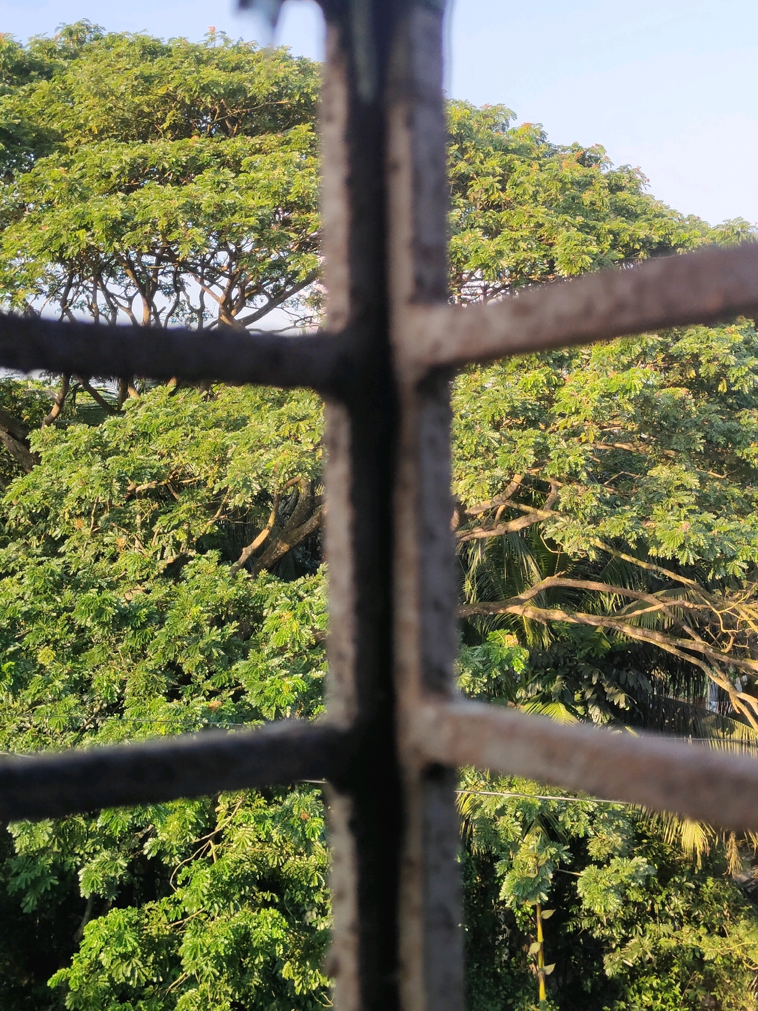 The image shows a view of lush green trees through a rusted metal window grille. The trees appear dense, with sunlight filtering through their leaves. The sky above is a clear pale blue. The scene suggests a natural setting within an urban environment, as indicated by the presence of the window. The overall impression is one of a peaceful, verdant landscape viewed from an indoor perspective.