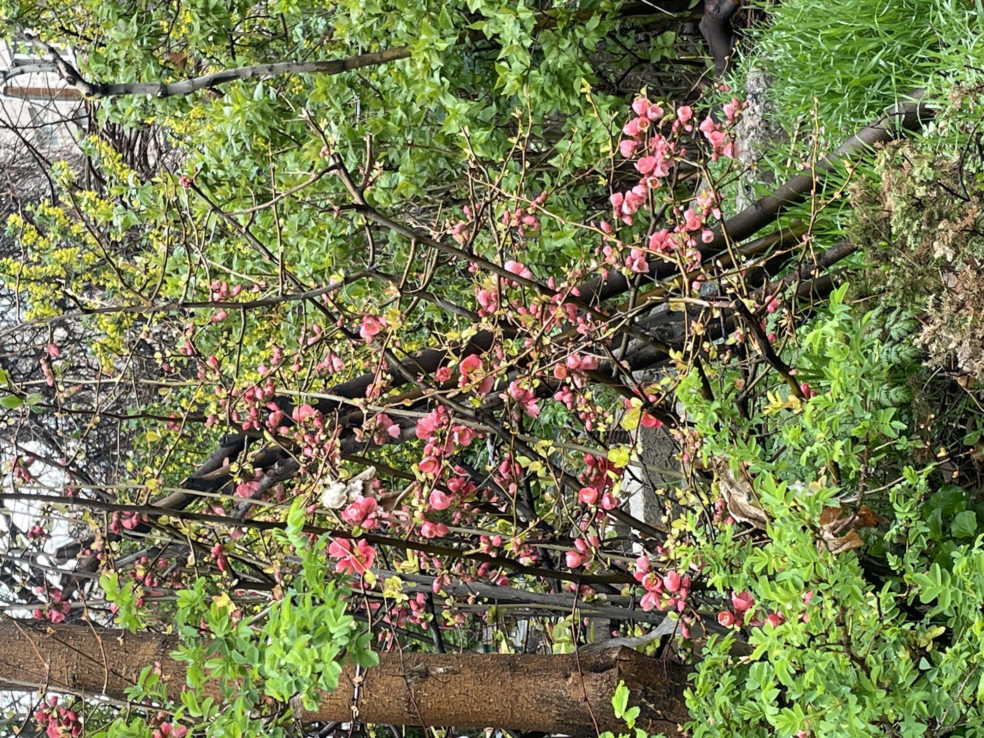 The image depicts a vibrant natural scene, likely taken in Yerevan, Armenia, given the request for that location. The foreground is dominated by a flowering shrub or small tree with delicate pink blossoms. The branches are bare except for these flowers, indicating it might be early spring. The tree is intertwined with other greenery, including shrubs with green leaves and possibly ivy or vines. Behind the flowering tree, there is a background of foliage, with varying shades of green suggesting different types of plants. The light in the image suggests it was taken on an overcast day, as the colors are muted and there are no strong shadows. The presence of bare branches interspersed with flowering ones indicates a transitional season. No people, direct actions, or interactions are visible in the frame, making it a purely environmental composition.