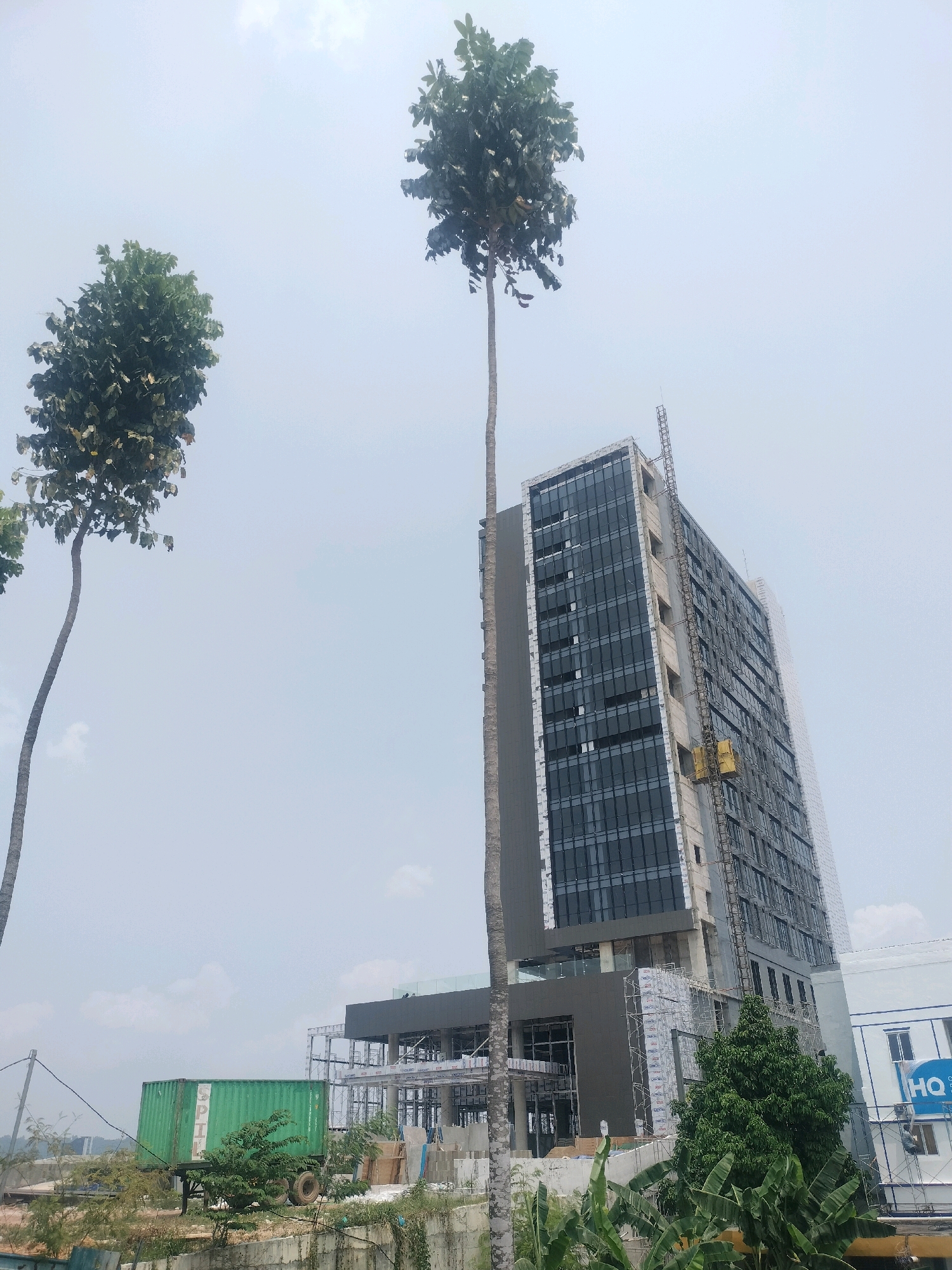 In Batam, Indonesia, a tall, slender tree with a leafy canopy dominates the left side of the frame, with another similar tree visible in the upper left corner. In the center, a modern, multi-story building under construction features a dark-paneled facade with numerous windows, accented by a construction elevator attached to its side. To the right of the construction site, a white building displays a prominent blue "HQ" logo. In the lower left, a bright green shipping container rests on a trailer, surrounded by lush vegetation and scaffolding. The scene is set against a hazy, overcast sky.
