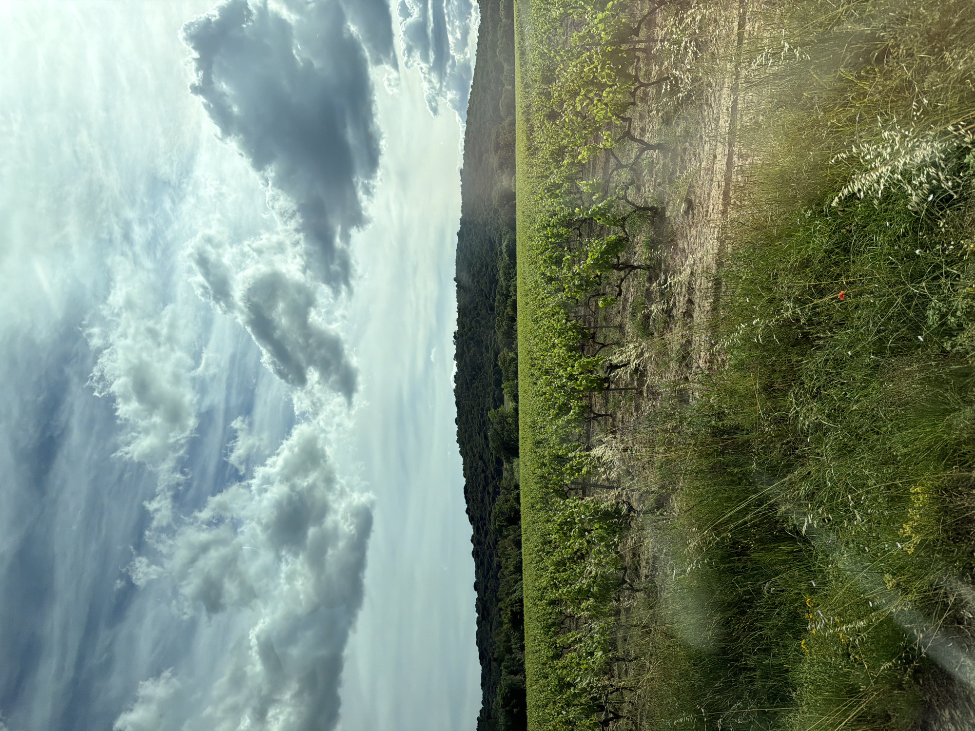 The image depicts a vineyard located in Ramatuelle, France. The rows of grape vines are visible on the right, separated by a dry, grassy area. Beyond the vineyard is a line of trees indicating denser vegetation. Above is a cloudy sky, with dramatic, billowy clouds. The image is rotated 90 degrees counter-clockwise, causing the sky to appear on the left and the vineyard on the right.