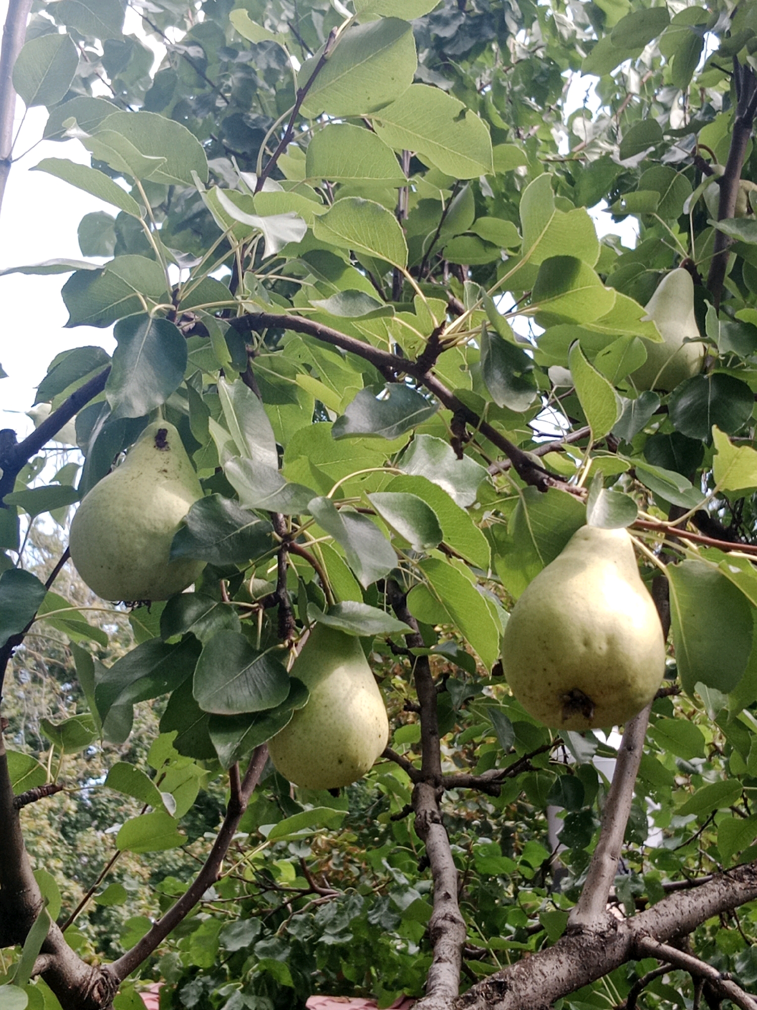 The image depicts a close-up view of a pear tree laden with ripe pears, nestled amongst lush green foliage. The pears, with their characteristic pear shape and light green hue, are suspended from the branches, some partially obscured by leaves. The branches themselves are thick and woody, with a textured bark, indicating maturity. The background consists of a dense canopy of leaves, suggesting an outdoor setting, likely a garden or orchard. The lighting appears natural, with sunlight filtering through the leaves, creating subtle highlights and shadows on the fruits and branches. The scene is devoid of any human presence or activity. The image's metadata identifies its location as Bălăbănești, Moldova.