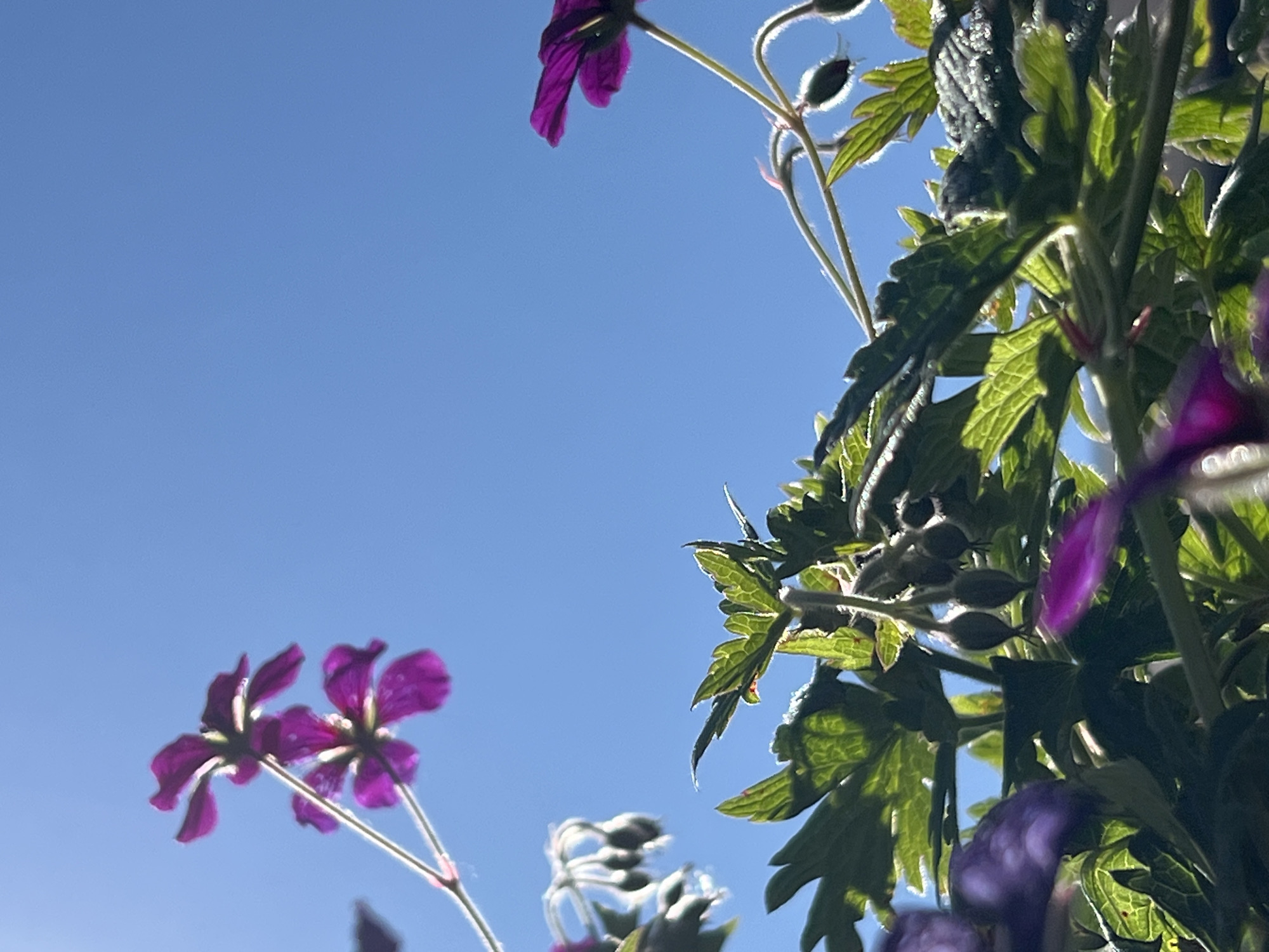 The image shows a close-up, low-angle view of purple flowers and green foliage against a clear blue sky. The flowers are delicate with five petals and appear to be in the process of blooming or have recently bloomed. Some buds are also visible. The leaves are deeply lobed and veined, with some appearing slightly frosted or dewy. The lighting suggests it is a sunny day. There are no people or any discernible urban features present in the image. The scene is outdoors, likely a garden or natural setting, and there is no information to indicate it is located in the city of Donegal, Ireland.