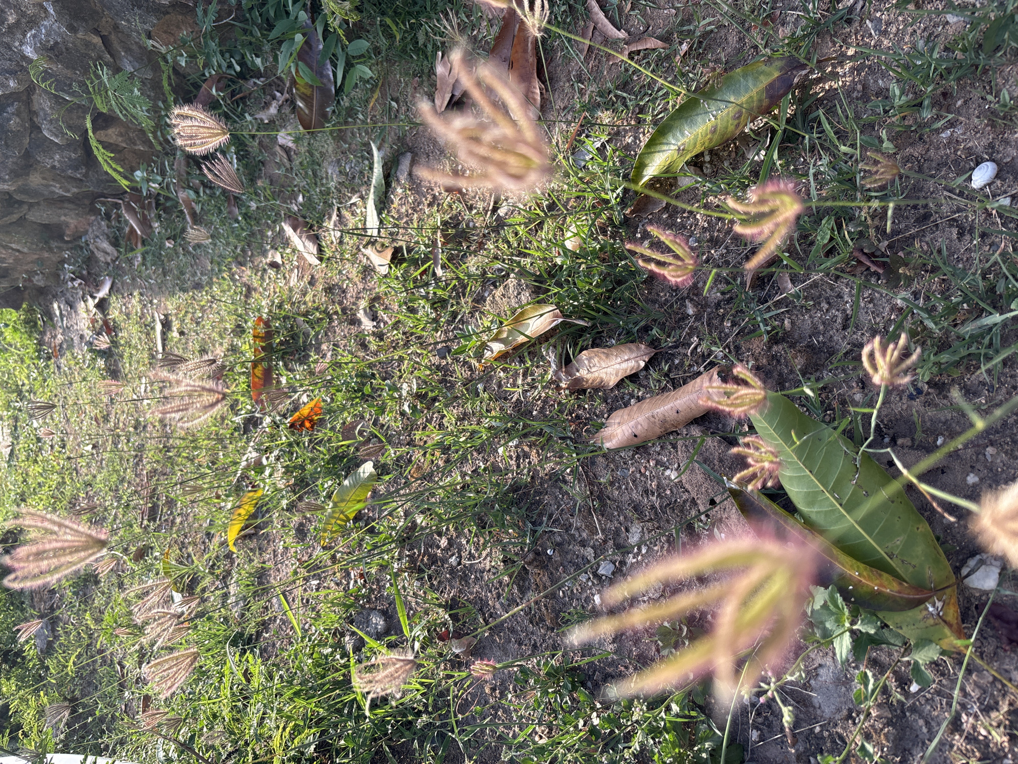 This is a close-up, high-angle shot of dry, dusty ground covered in sparse green grass, fallen leaves, and feathery seed heads of tall grass. Several large, green mango leaves are scattered across the ground, some with yellowing edges. A few dried brown leaves are also visible. The foreground is dominated by feathery grass seed heads, some in focus and others blurred by the shallow depth of field, with a pinkish hue. The lighting suggests it is daytime, with sunlight casting shadows and highlighting the textures of the ground and vegetation. The scene appears to be outdoors, possibly in a natural or unkempt area. There is no text visible in the image. The overall impression is one of a dry, natural environment with signs of decay and growth.