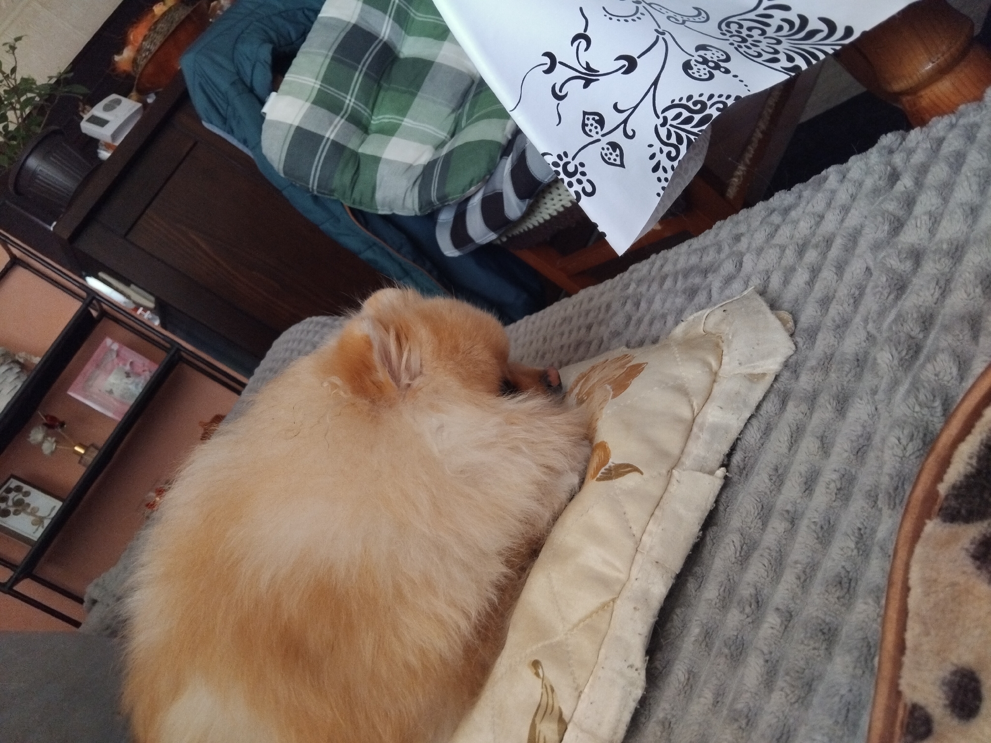 A Pomeranian dog sleeps on a quilted pillow on a gray textured blanket. The scene includes a dark brown cabinet, a houseplant, and a display shelf with decorative items. There's also a sheet of white paper with black floral designs. The location is Apriltsi, Bulgaria, as indicated by external data.