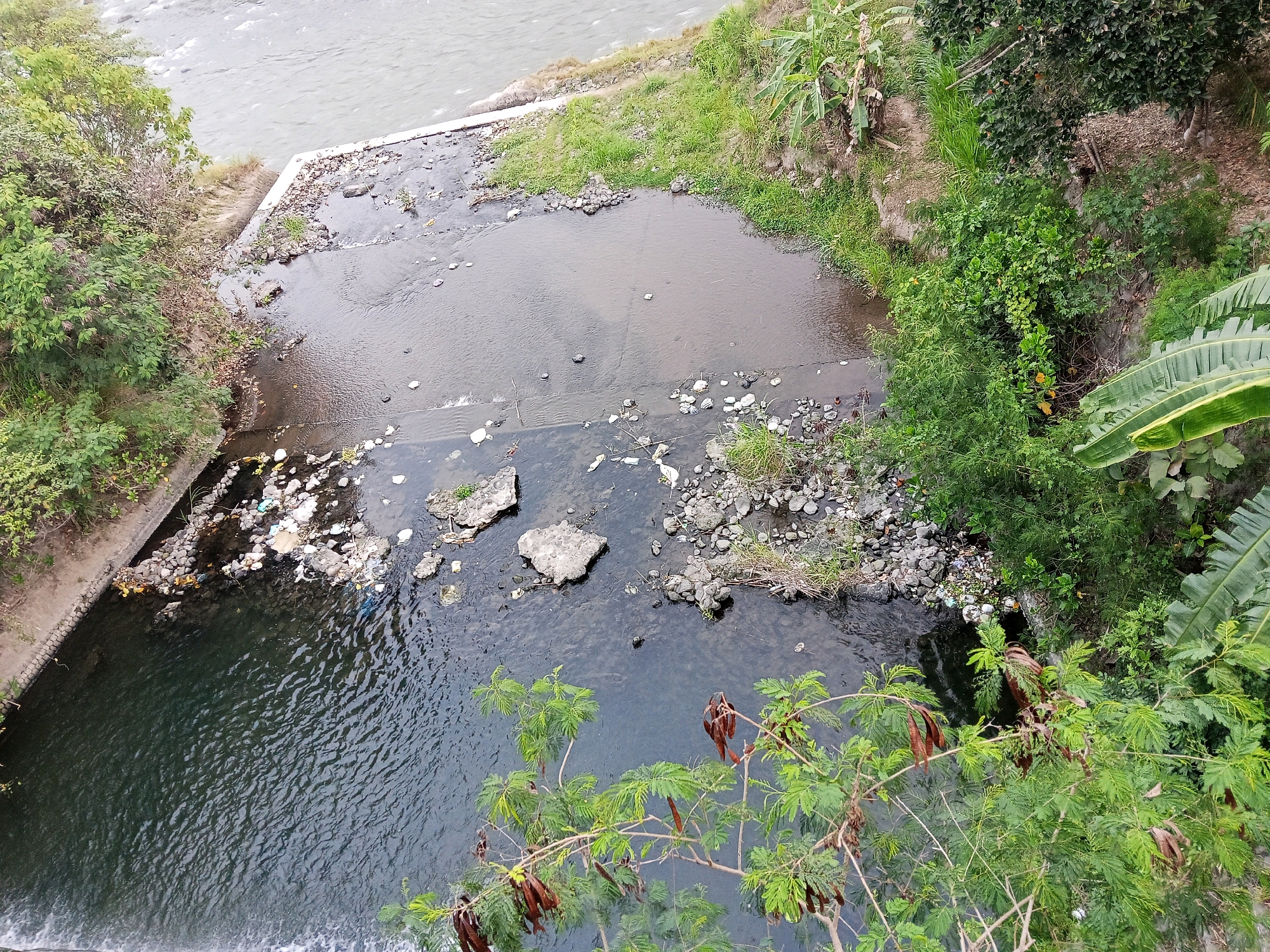 This is an aerial, high-angle, eye-level outdoor photograph taken in Gogodeso, Indonesia, depicting a section of a riverbank. The river itself is visible, with its surface disturbed by ripples and currents, appearing murky and dark in the foreground. The riverbanks are lined with concrete structures and natural vegetation.
On the left side of the image, the river is channeled by a concrete embankment. The water in this section is darker and appears deeper, with a small waterfall or drop visible at the bottom edge of the frame. Scattered along the concrete embankment and in the adjacent shallow water are numerous pieces of trash, including plastic bags and other debris.
Moving towards the center and right of the frame, the river widens and becomes shallower. The riverbed is exposed in places, with a mixture of smooth, rounded stones and larger, angular rocks. There is a low concrete dam or weir structure across the river, causing a slight change in water level. The banks of the river in this area are covered in green grass, interspersed with more stones and some dry leaves. Further up the bank, dense green vegetation, including trees and bushes, is present. Banana trees with large leaves are visible on the right side of the image, growing on a higher, sloped area of the bank.
A branch of a tree with green, feathery leaves and several dried, brown seed pods hangs into the foreground, obscuring a portion of the river. The overall impression is one of a natural environment impacted by human activity, evidenced by the trash in the water and on the banks. No people are visible in the scene.