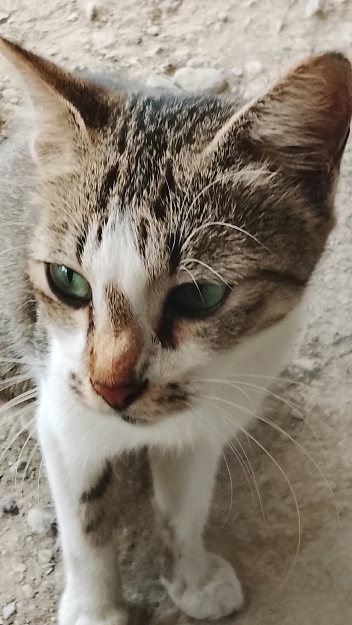 A close-up, high-angle shot shows a tabby and white cat with green eyes looking directly at the camera. The cat's head is slightly tilted, and its ears are perked up. Its fur is striped with shades of brown, black, and white. The background consists of a rough, sandy or gravelly surface. The image appears to have been taken outdoors, possibly in a yard or alleyway. There are no humans or other animals visible in the frame. The scene is static, with the cat being the sole subject of interest. The lighting suggests it is daytime.