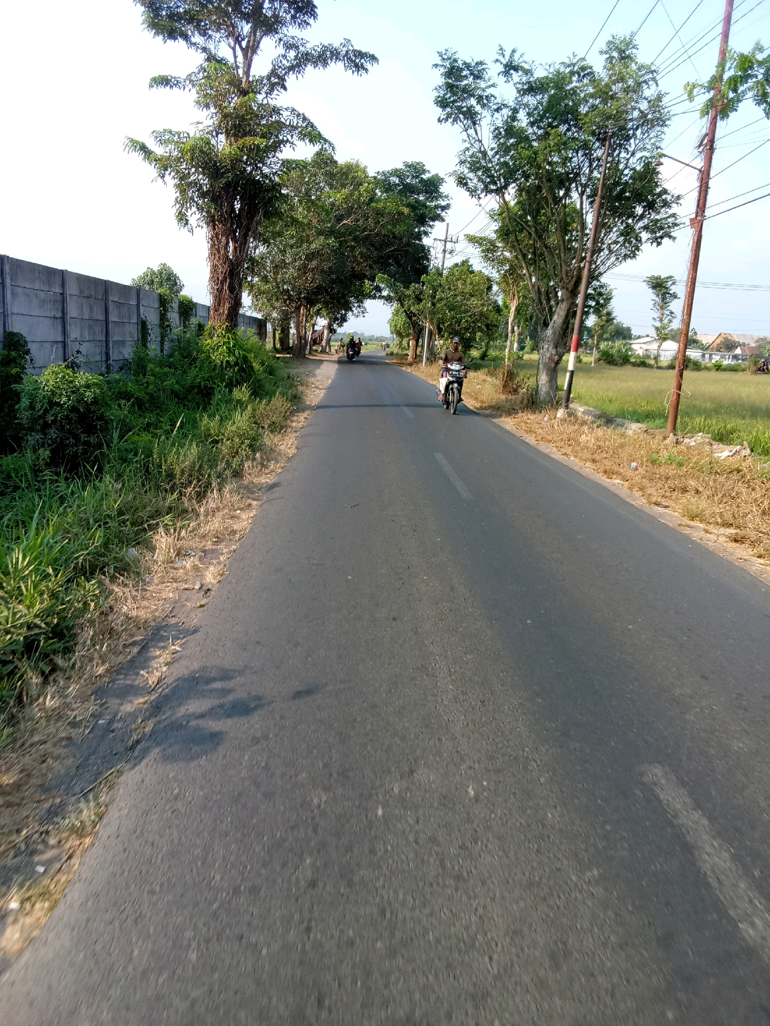 In Ajung, Indonesia, an asphalt road stretches into the distance, lined by lush green vegetation and a concrete wall on the left. Tall trees with dense foliage are scattered along the roadside, with electrical poles and wires visible against a clear blue sky. A man rides a motorcycle down the road, appearing to be alone. The sun casts long shadows across the pavement, indicating it is likely morning or late afternoon. The scene depicts a rural or semi-rural area with a peaceful, everyday atmosphere.