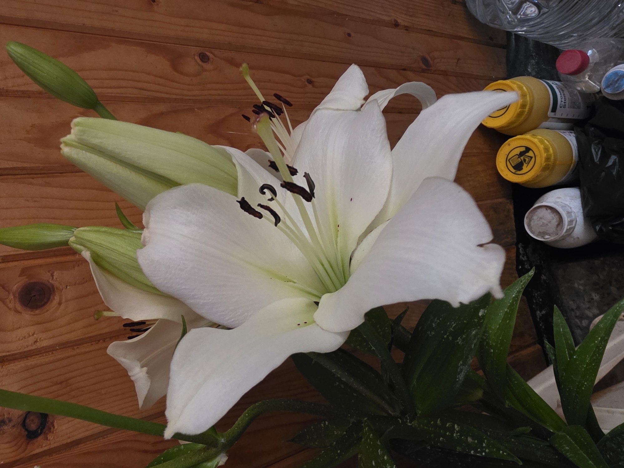 A close-up shot features a white lily in full bloom and several unopened buds against a background of horizontal wooden planks. The lily's petals are predominantly white with a hint of green near the flower's center, and dark stamens are visible. To the right of the flower, there are several plastic containers, some yellow and some clear, suggesting a storage or utility area. The context is the interior of a building, with a strong association to the Yagodovo region in Bulgaria. The exact location in the city is unidentifiable.