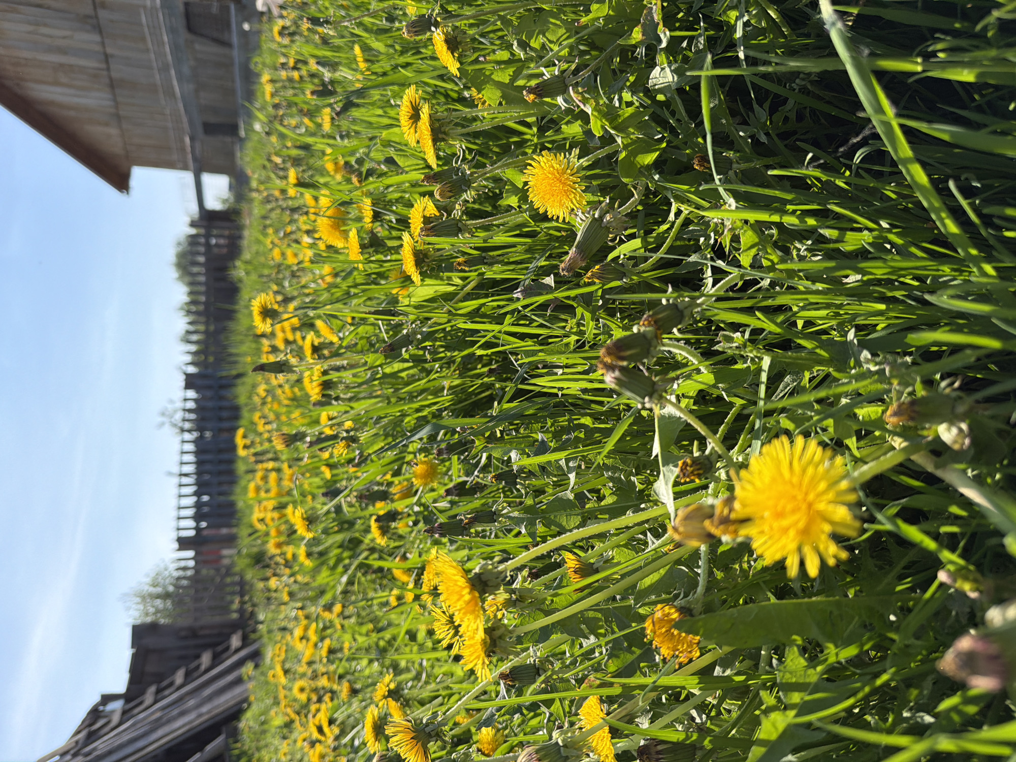 The image presents a ground-level view of a field densely populated with dandelions (Taraxacum). The dandelions are in full bloom, displaying vibrant yellow petals. They are interspersed with green grass and foliage. A wooden fence runs along the middle of the field, with a glimpse of a building's facade visible in the upper left corner. The sky is light blue and clear, suggesting a sunny day. The location is Чумна, Russia.