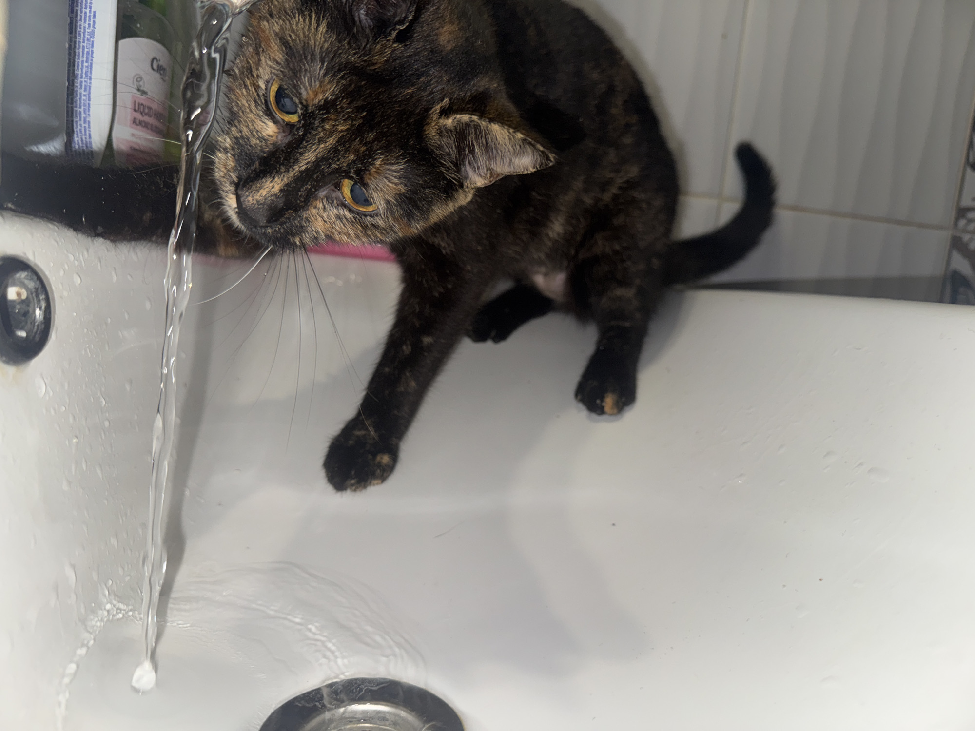 A tortoiseshell cat stands on the edge of a white porcelain sink, reaching a paw towards a stream of water flowing from a faucet. Part of the cat's tail is visible behind it, and containers of liquid are present behind the cat. The location is indoors, likely in a bathroom, in the city of Unknown, Unknown.