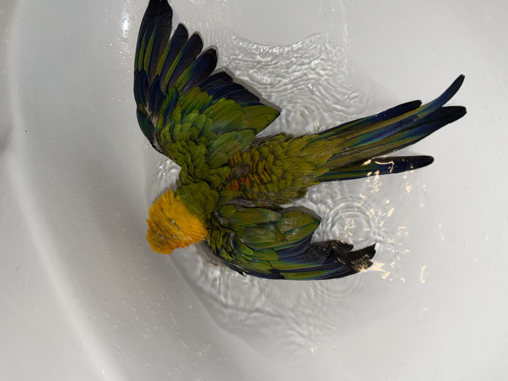 The image shows a conure parrot bathing in a white sink. The parrot has bright yellow head feathers and a predominantly green body with blue and black wing feathers. Its wings are spread wide, and it appears to be enjoying the water. The sink is filled with a shallow layer of water, creating ripples around the bird. The background is a plain white surface, likely the interior of the sink. The lighting is bright, suggesting it is daytime, but there are no specific clues about the weather or time of day beyond that. The scene is set in Khimki, Russia. The image captures a moment of a pet bird being bathed. There is no visible text in the image.