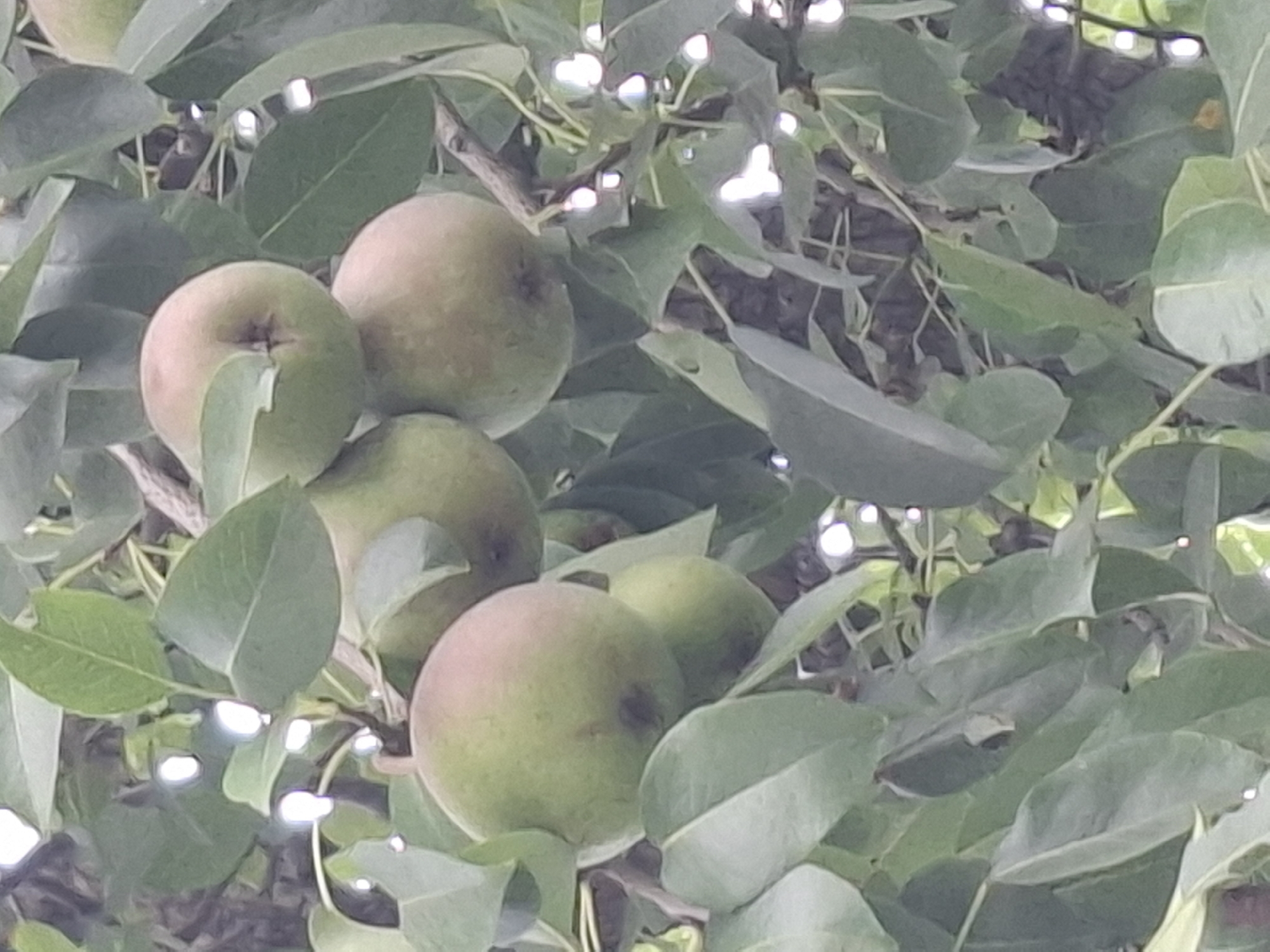 A cluster of green pears is visible on a tree, surrounded by lush green leaves. Some of the pears are partially obscured by the foliage. The image appears to have been taken outdoors, likely in a natural setting. There are no people or specific landmarks identifiable in the image to determine its location within Almaty, Kazakhstan.