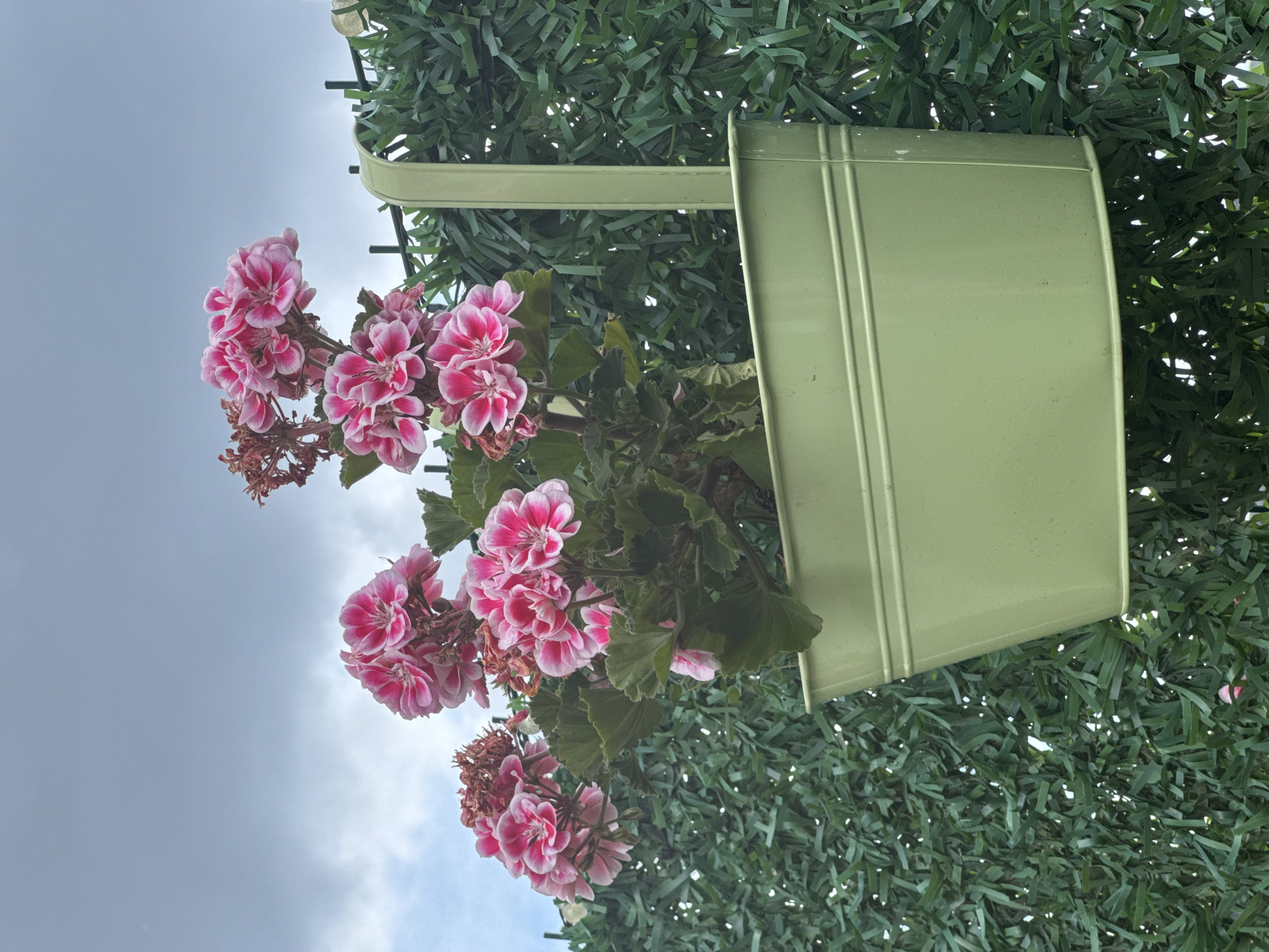 A close-up, vertical, outdoor shot showcases a planter filled with pink and white flowers. The planter, a light green metal pot with a curved shape and two horizontal ridges near the top, hangs on a green fence. The fence appears to be made of artificial greenery with a dense, textured appearance. The flowers, identified as geraniums, have clusters of vibrant pink petals with white edges and dark pink centers. Some of the flowers are in full bloom, while others appear to be wilting or have already bloomed, indicated by dried brown flower heads. The leaves of the geraniums are a deep green and have a textured, slightly lobed shape. The background consists of an overcast sky, with varying shades of gray and white clouds. The overall scene is of a decorative floral arrangement against a fence, likely in a garden or outdoor living space.
