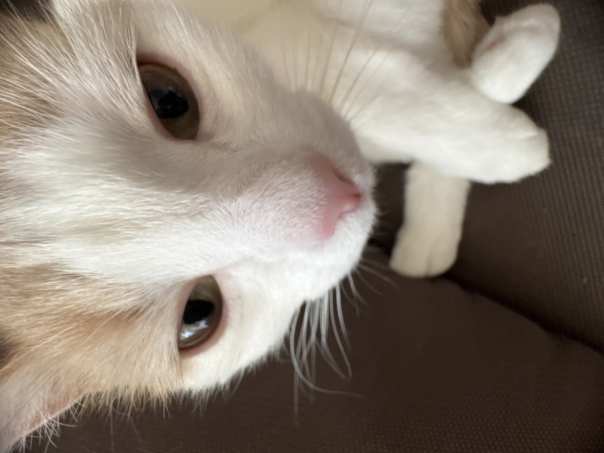 The image is a close-up, angled shot of a white and ginger cat's face. The cat has brown eyes and a pink nose, with prominent white whiskers. The background is a dark brown, textured surface, possibly upholstery. There is no discernible location information that would place this image in Moscow, Russia.