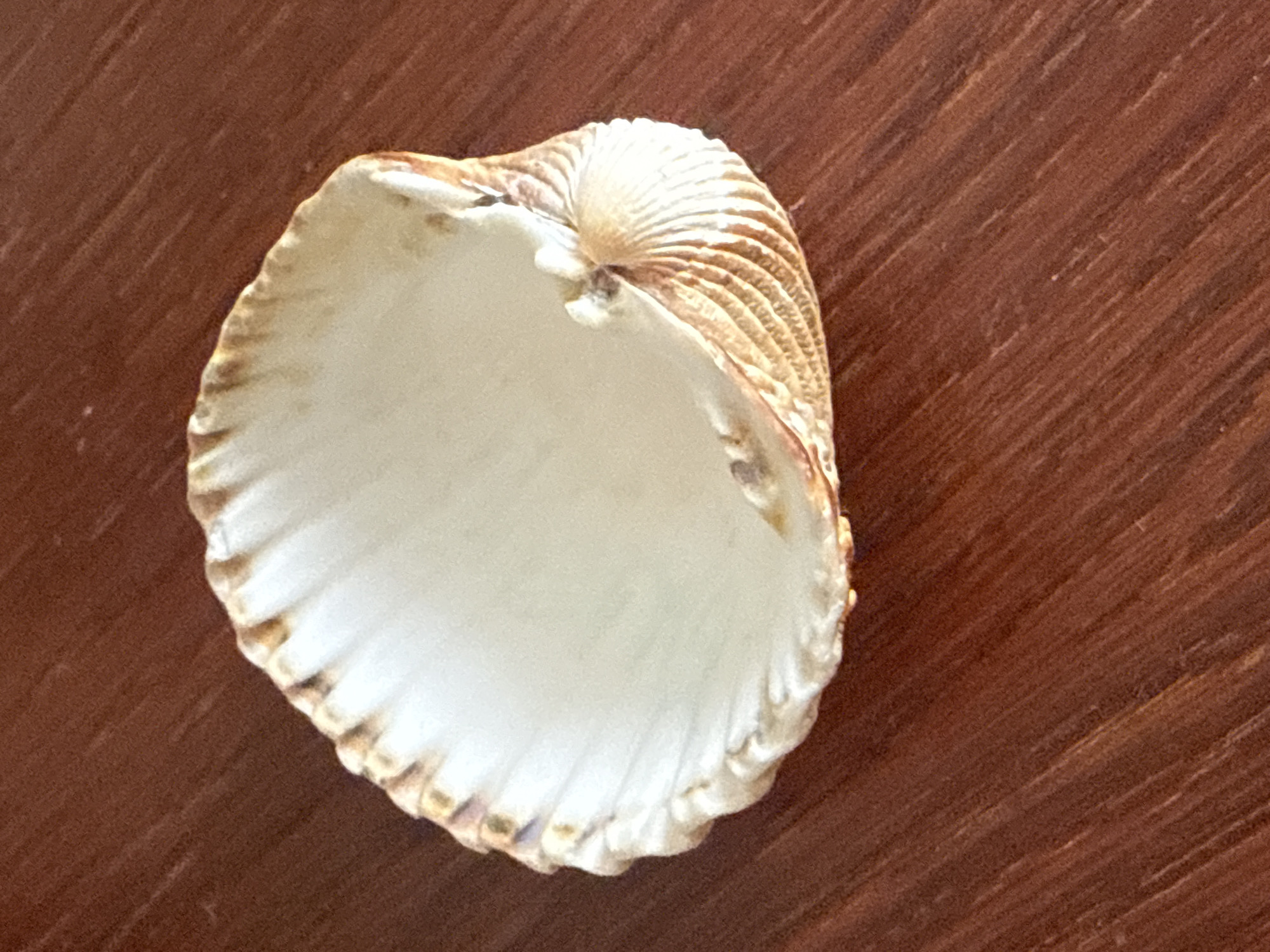 This media file features a close-up, overhead shot of a seashell resting on a textured, dark brown surface. The seashell is a light, creamy white with faint brown markings along its ribbed edges and a more prominent, ridged brown pattern on its exterior curves. The interior of the shell is smooth and pale. The background surface appears to be wood, with visible grain lines running diagonally across the frame, suggesting a tabletop or wooden plank. The lighting is soft, and there are no obvious shadows that indicate a specific time of day. The scene is static, with no activity taking place. The image focuses entirely on the texture and form of the seashell and the background material, with no visible text or any indication of human presence beyond the object itself.
