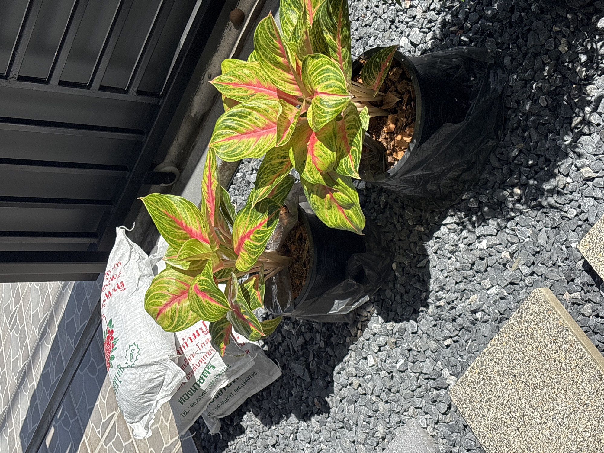 In the city of Ko Kaeo, Thailand, an outdoor scene is captured on a sunny day. The foreground is dominated by a dark grey gravel surface, with two potted plants featuring vibrant green leaves streaked with pink. These plants are contained in black plastic bags that partially obscure the black pots. To the left of the plants, a stack of three white sacks is visible, some bearing Thai text and a red floral design. The sacks appear to be filled with a granular substance, possibly soil or fertilizer. In the background, a black metal gate with vertical slats and horizontal bars is partially visible. The ground surface to the left of the sacks is a tiled patio with a grid pattern. Shadows cast by the plants, sacks, and possibly an overhead structure fall across the gravel and tiled surfaces, indicating the direction of the sun. The overall impression is of a garden or outdoor storage area.