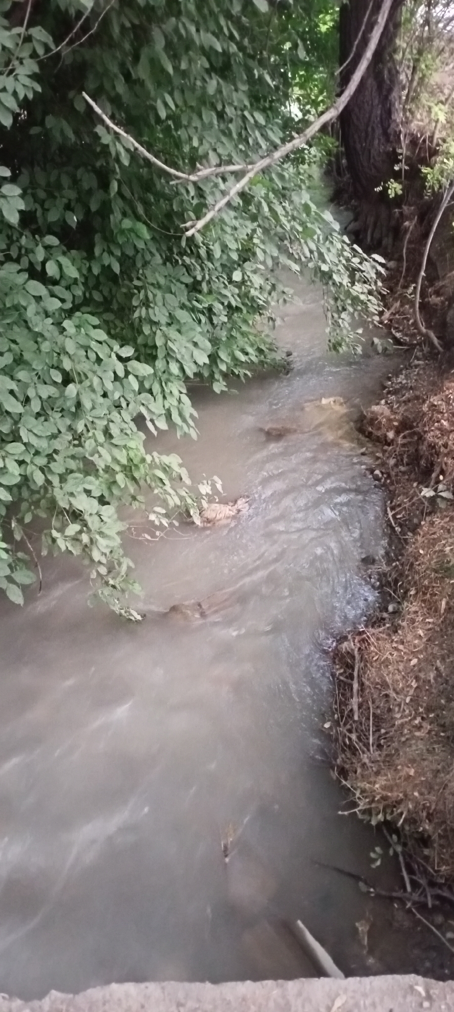An image taken from a high angle shows a murky stream flowing through a green, wooded area. Overhanging branches with lush green leaves line the left bank of the stream, casting shadows on the water. The right bank is composed of dry brush and exposed roots of a large tree. Several fallen logs are submerged in the stream, with their surfaces appearing wet and weathered. The water itself has a muddy, opaque quality with visible ripples and currents. In the center of the stream, a small, dark insect, possibly a spider, is visible on the surface. The foreground shows a blurred, light-colored structure, possibly a bridge or embankment. The overall impression is of a natural, somewhat wild setting within a semi-urban or rural environment, consistent with areas in Sokuluk, Kyrgyzstan.