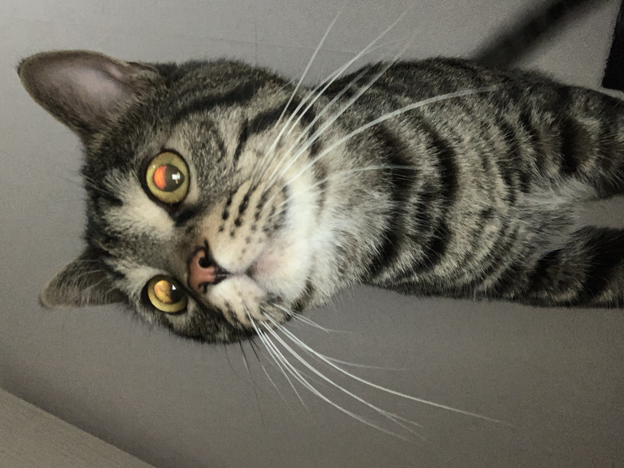 The image shows a gray tabby cat from a low angle, looking down. The cat has golden eyes, a pink nose, and long white whiskers. Its fur is striped in shades of gray and black. The background is a plain light gray. There is no indication of the image being located in Stavropol, Russia.