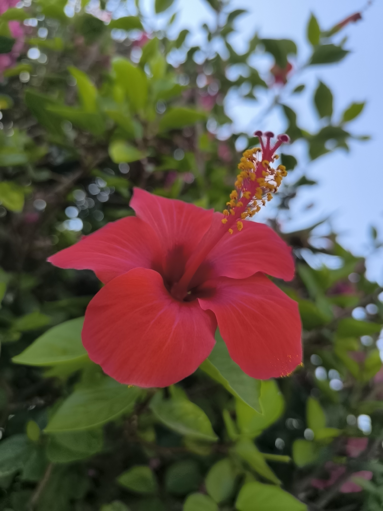 A close-up shot of a vibrant red hibiscus flower is featured against a backdrop of lush green foliage and a clear blue sky. The flower's delicate petals are in sharp focus, while the surrounding leaves and sky are softly blurred, creating a bokeh effect. The flower's stamen, tipped with bright yellow pollen, extends elegantly from the center. This image was captured in Palmela, Portugal, a region known for its diverse flora and scenic landscapes. The overall composition evokes a sense of natural beauty and tranquility, highlighting the intricate details of the hibiscus bloom.