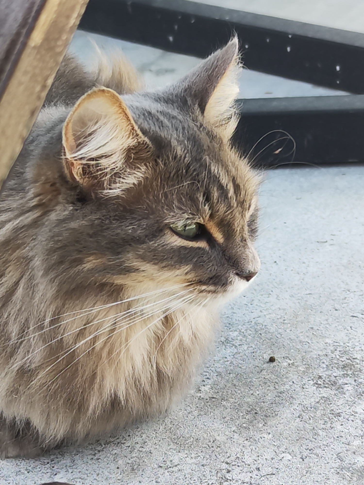 A long-haired cat with a grey and brown coat sits on a concrete surface. The cat faces to the right with its green eyes visible. A small dark object is visible on the concrete surface near the cat. A wooden plank is partially visible in the upper left corner, and a black metal structure is in the background. The specific location within Chaikovsky, Russia cannot be determined from the image.