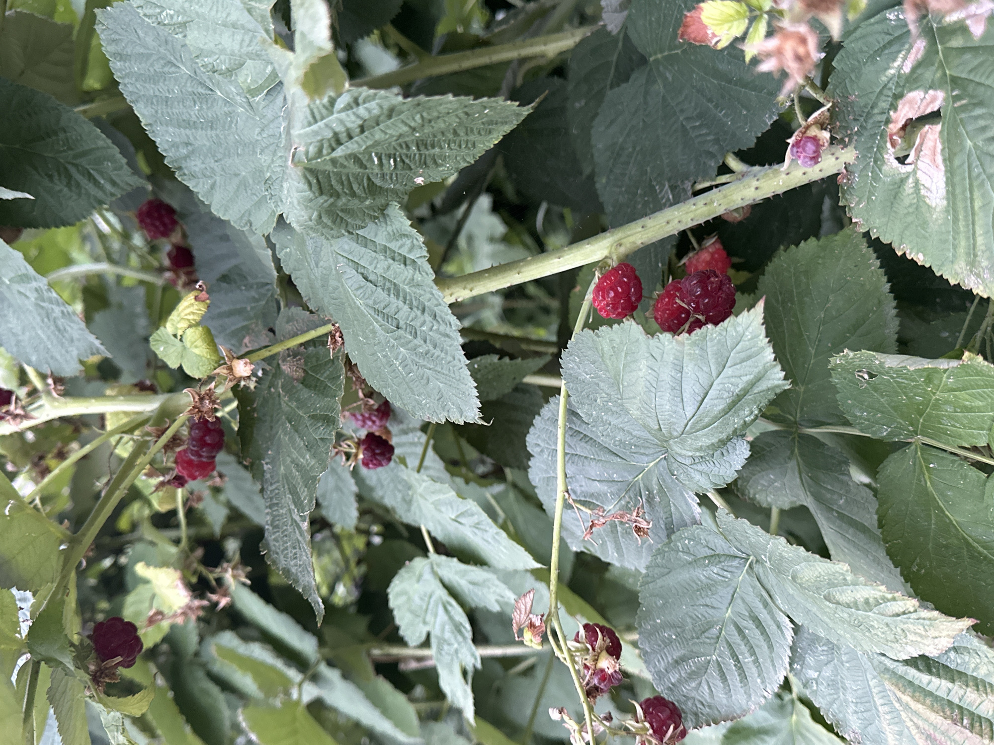 The image shows a close-up view of a raspberry bush with ripe red raspberries and green leaves. The berries are clustered on stems, some partially obscured by the foliage. The leaves are broad and have serrated edges. The overall environment appears to be natural, possibly a garden or a wild area. The image does not provide any information or context related to the city of Кызыл-Булак, Kyrgyzstan. There are no people, specific objects, or actions depicted in the scene that would indicate a particular location within a city.