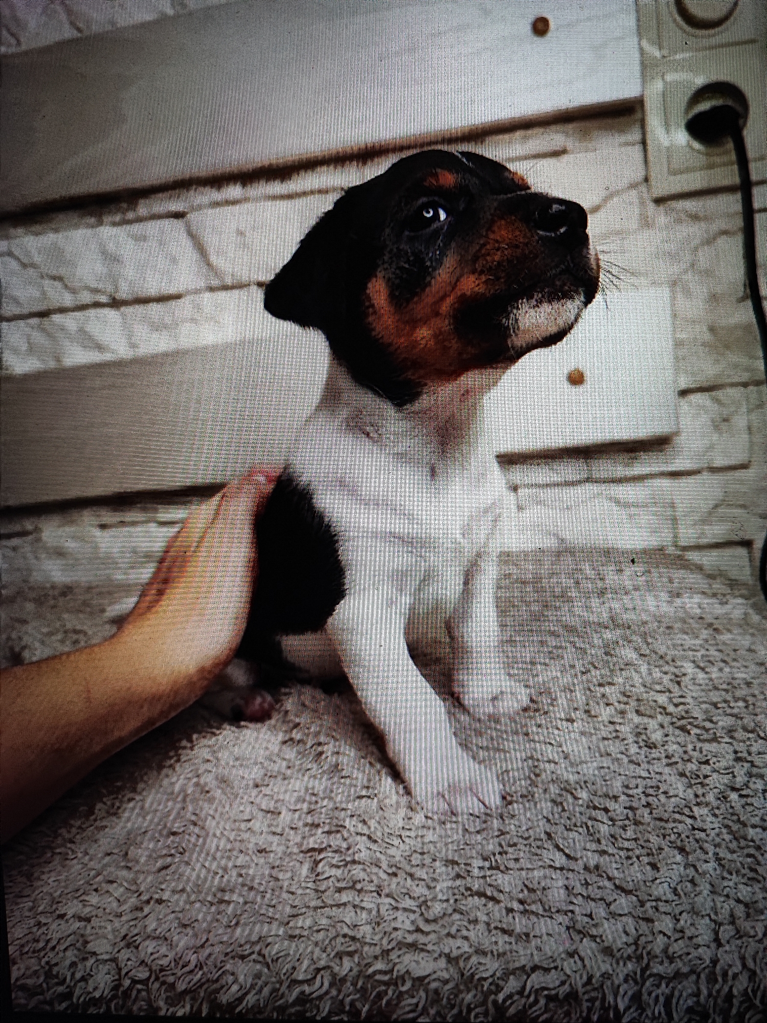A tri-colored Jack Russell terrier puppy with white, black, and brown markings is being petted by a person's hand on a textured rug. The puppy is sitting down and looking to the right. The background consists of a wall with horizontal lines and what appears to be a power outlet with a black cord plugged in. The scene is indoors, with a warm lighting.
