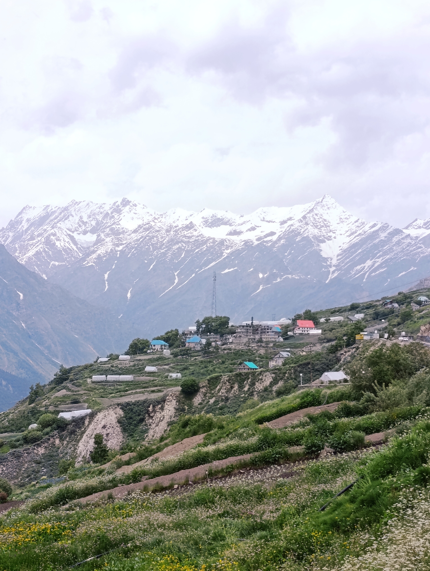 This is a photograph of a village nestled on a mountainside in the Himalayas, near Jagle, India. The foreground is dominated by terraced fields covered in lush green vegetation and scattered wildflowers, with a dark irrigation pipe visible in the lower right corner. Above the fields, a small settlement of houses with various colored roofs, some appearing to be traditional dwellings and others more modern, are scattered across the steep slope. Several white, greenhouse-like structures are also visible on the terraces. A cell tower stands prominently in the mid-ground, just below a cluster of buildings. In the background, a majestic snow-capped mountain range looms under a cloudy sky, with the upper slopes of the mountains displaying patches of snow and scree. The overall impression is one of a remote, high-altitude community harmoniously integrated with its dramatic natural surroundings.