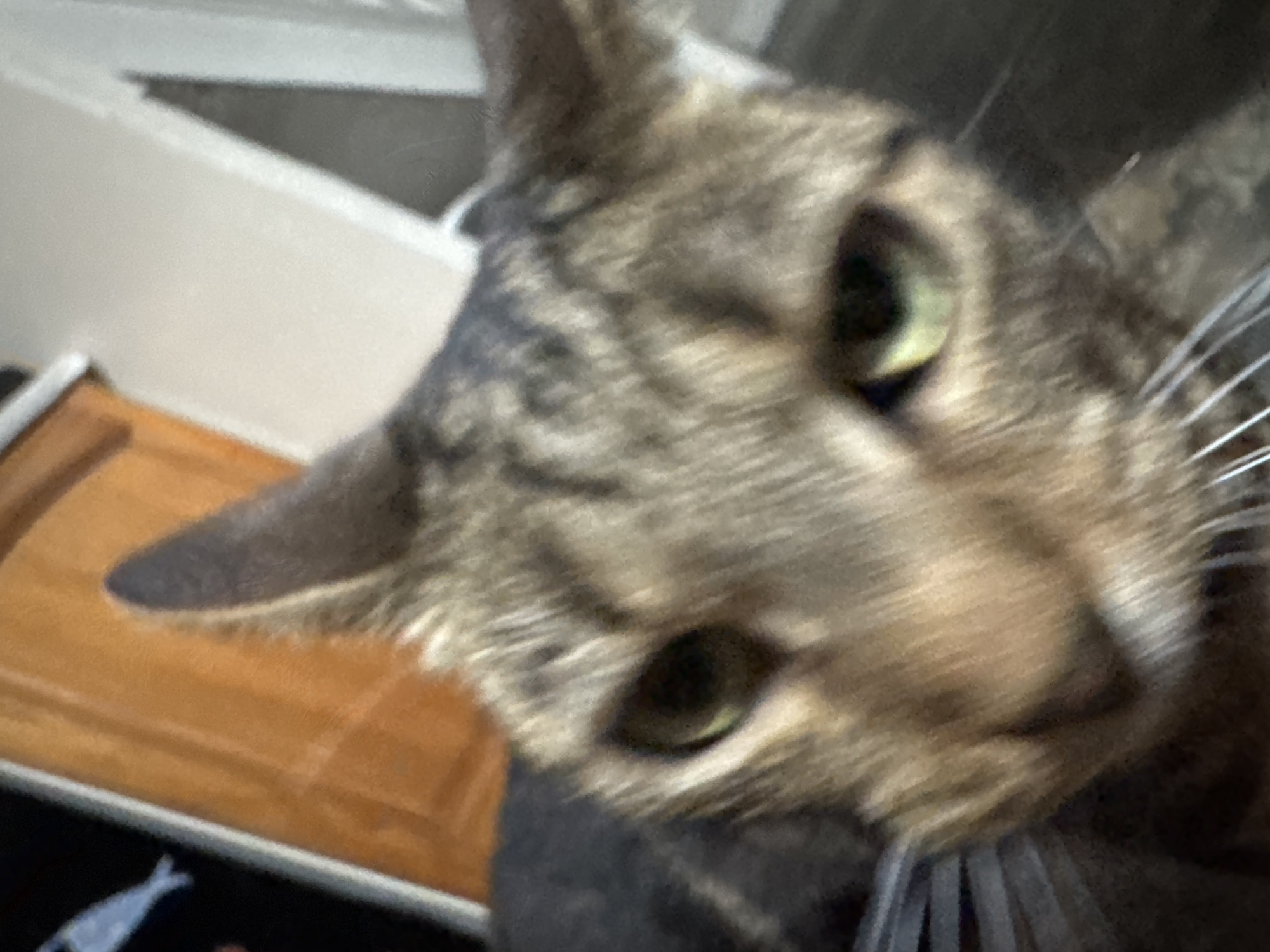 A close-up, slightly blurry photograph shows a tabby cat's face. The cat has green eyes, a brown and grey striped coat, and white whiskers. In the background, a blurry orange and white surface is visible, potentially a piece of furniture. There is nothing in the image to indicate it was taken in Desborough, United Kingdom.